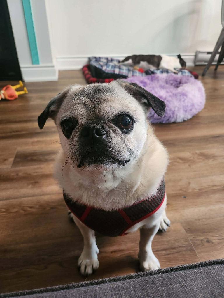 Rocky, a Adoptable Pug in Toronto, ON image 3/4