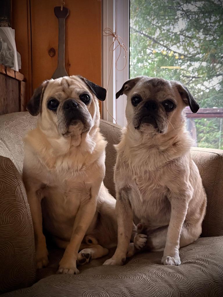Enlarge Rocky, a Adoptable Pug in Toronto, ON image 4/6