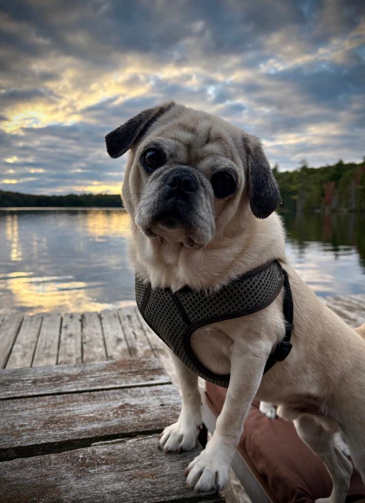 Enlarge Rocky, a Adoptable Pug in Toronto, ON image 6/6