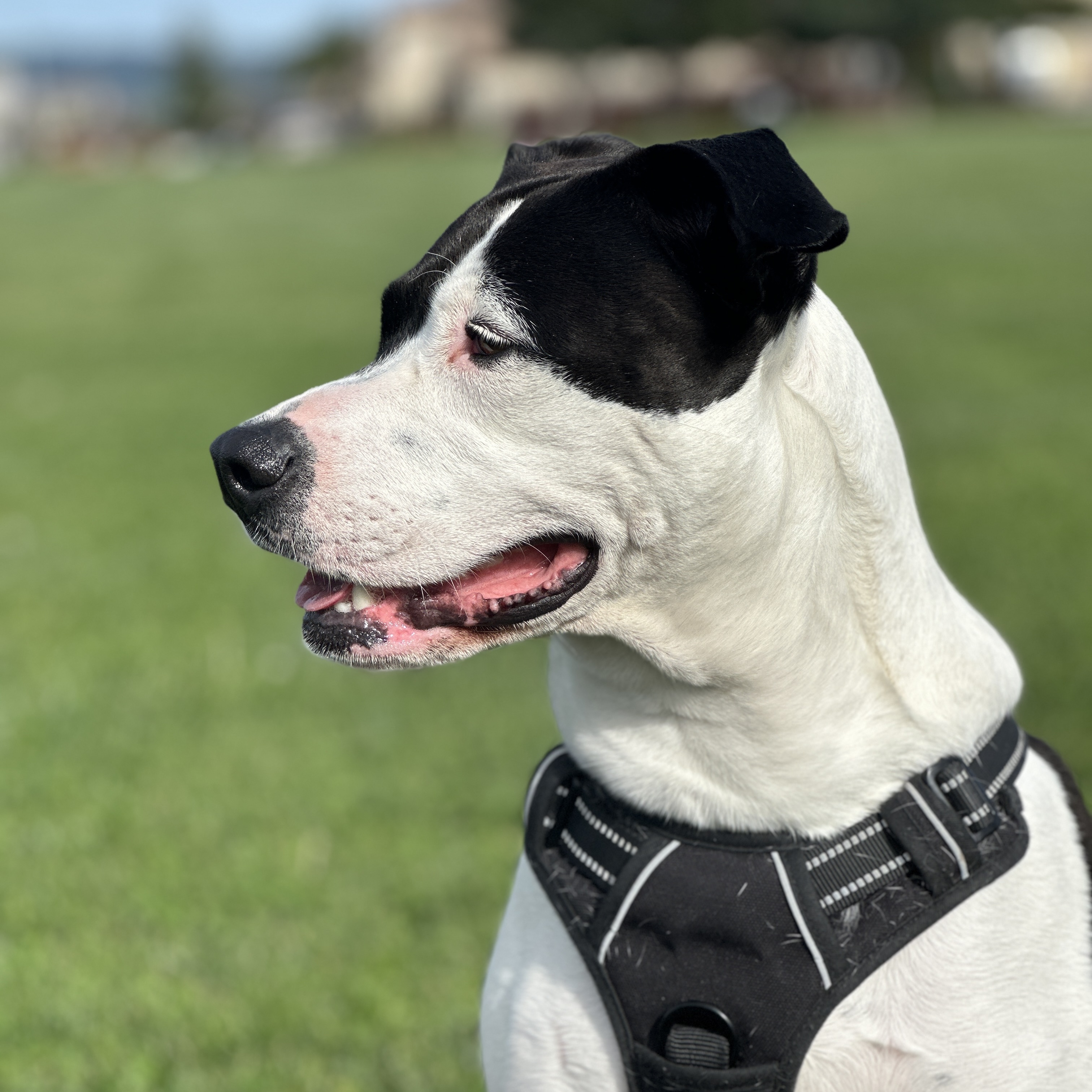 DARLA, Adoptable, Young Female American Staffordshire Terrier.