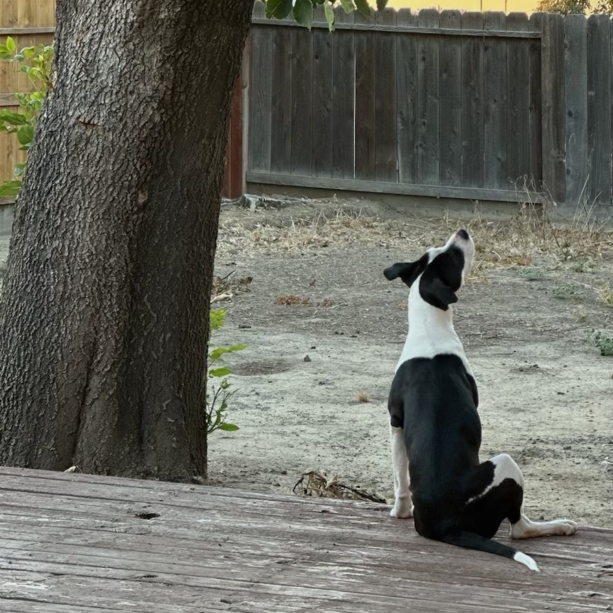 Enlarge DARLA, a Adoptable American Staffordshire Terrier in Morgan Hill, CA image 3/6