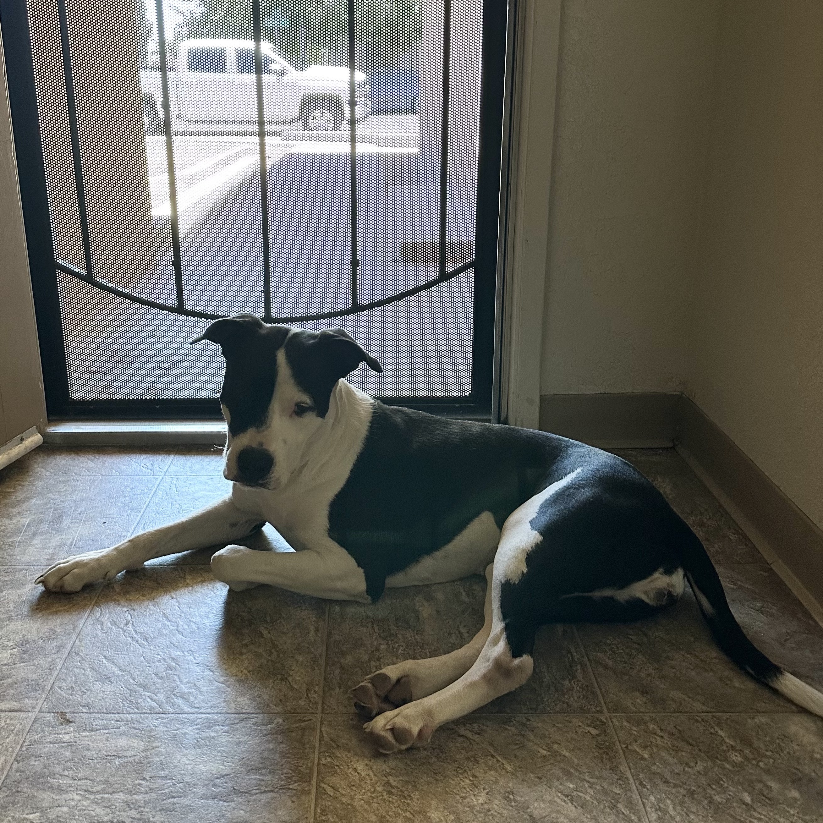 Enlarge DARLA, a Adoptable American Staffordshire Terrier in Morgan Hill, CA image 4/6