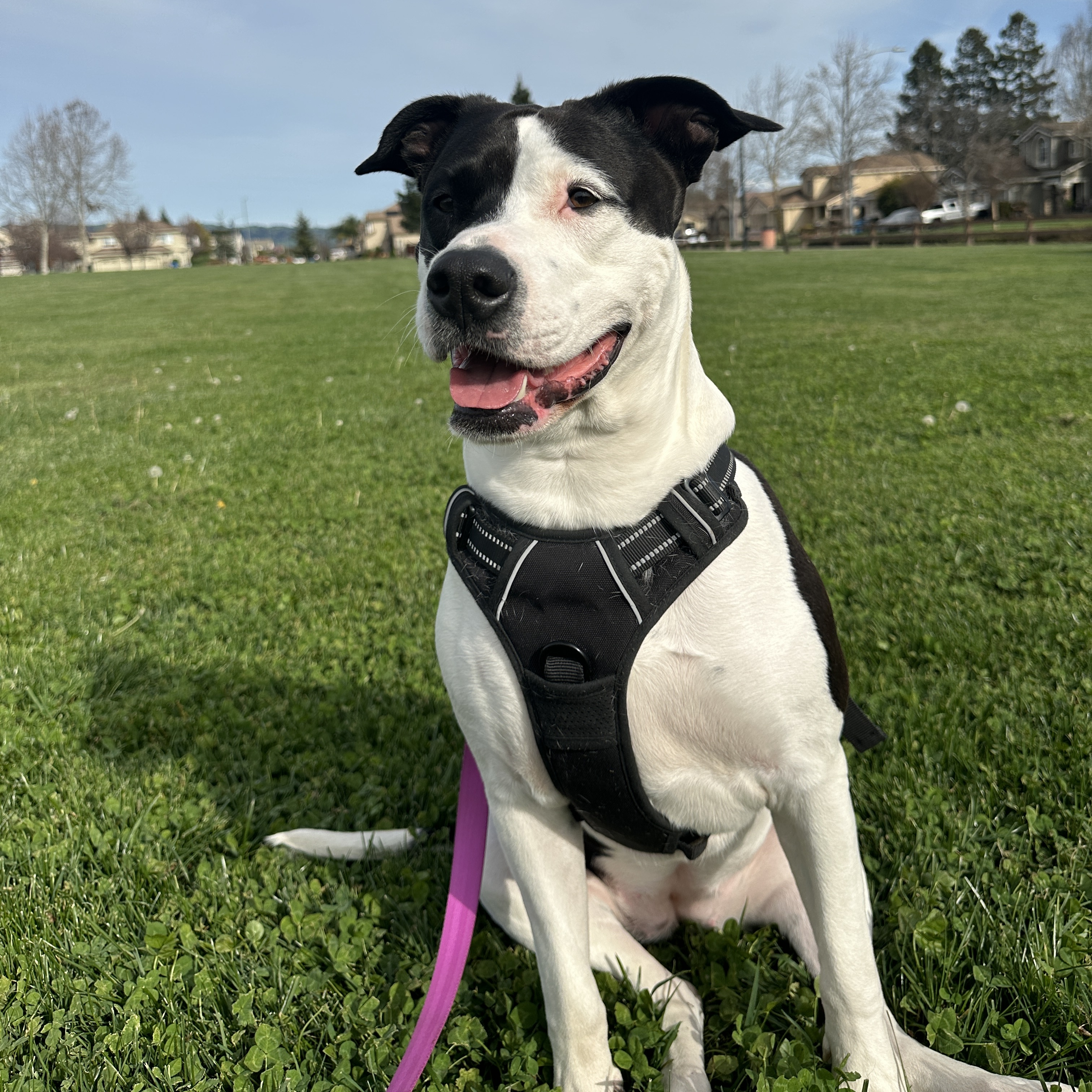 Enlarge DARLA, a Adoptable American Staffordshire Terrier in Morgan Hill, CA image 2/6