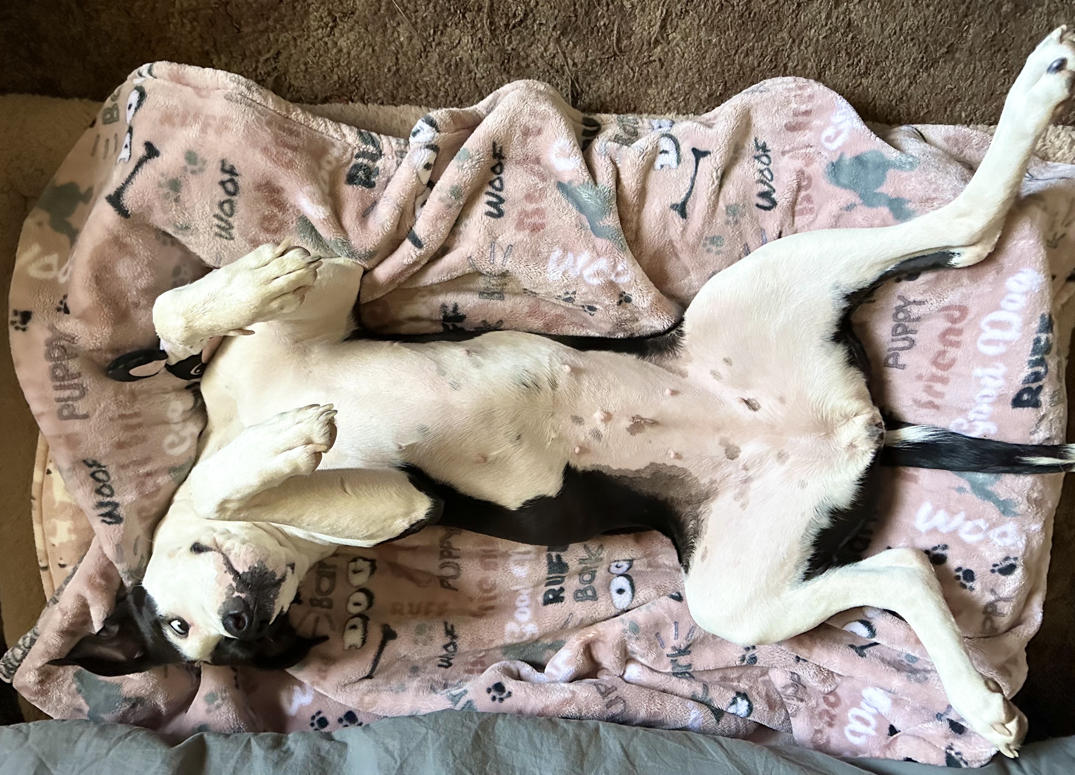 Enlarge DARLA, a Adoptable American Staffordshire Terrier in Morgan Hill, CA image 5/6