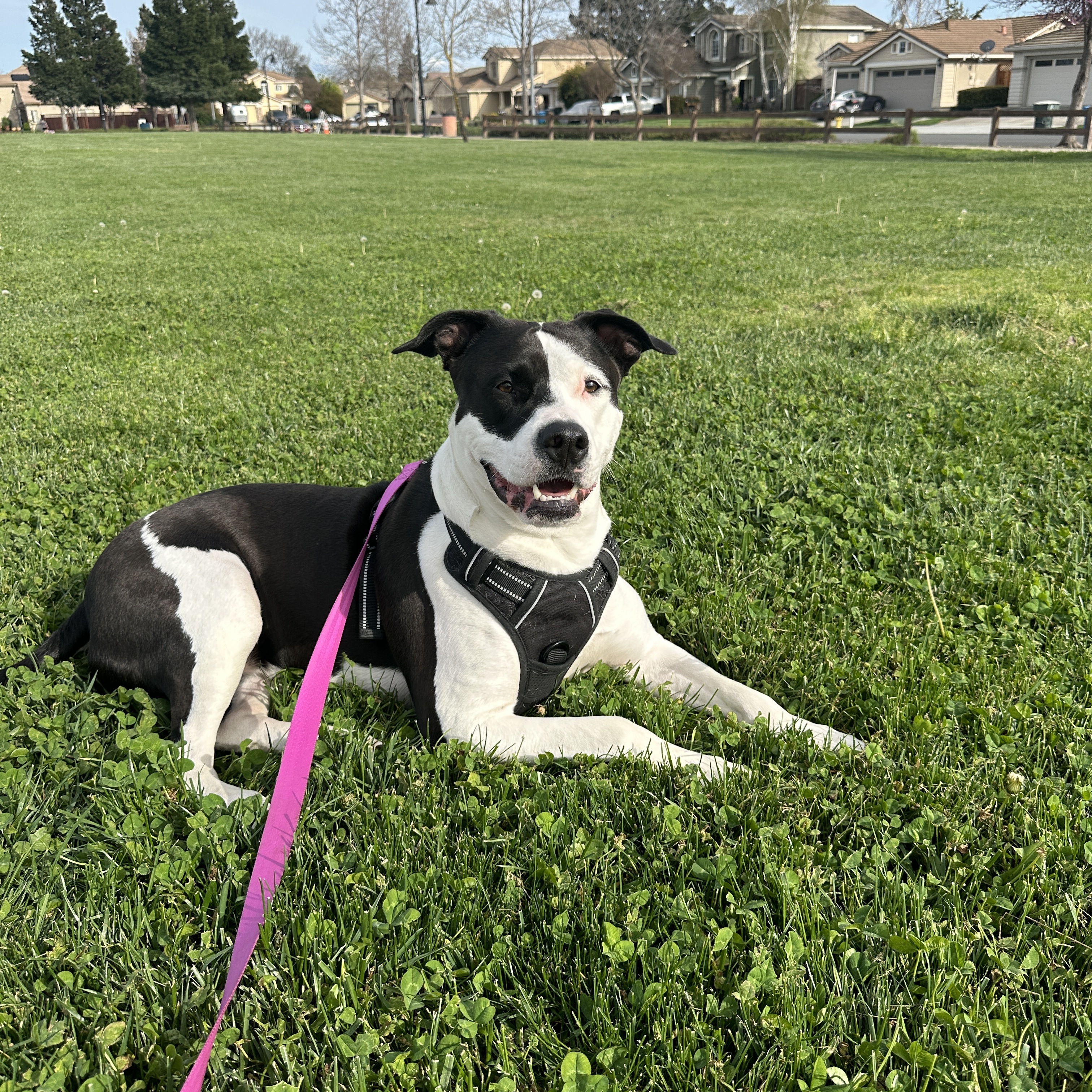 Enlarge DARLA, a Adoptable American Staffordshire Terrier in Morgan Hill, CA image 6/6