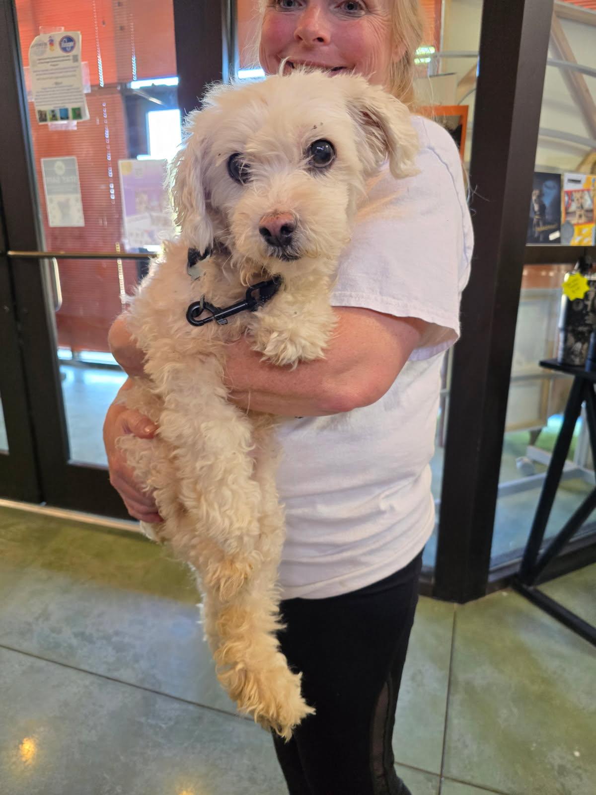 Yippie, Adopted, Senior Female Maltese & Yorkshire Terrier.