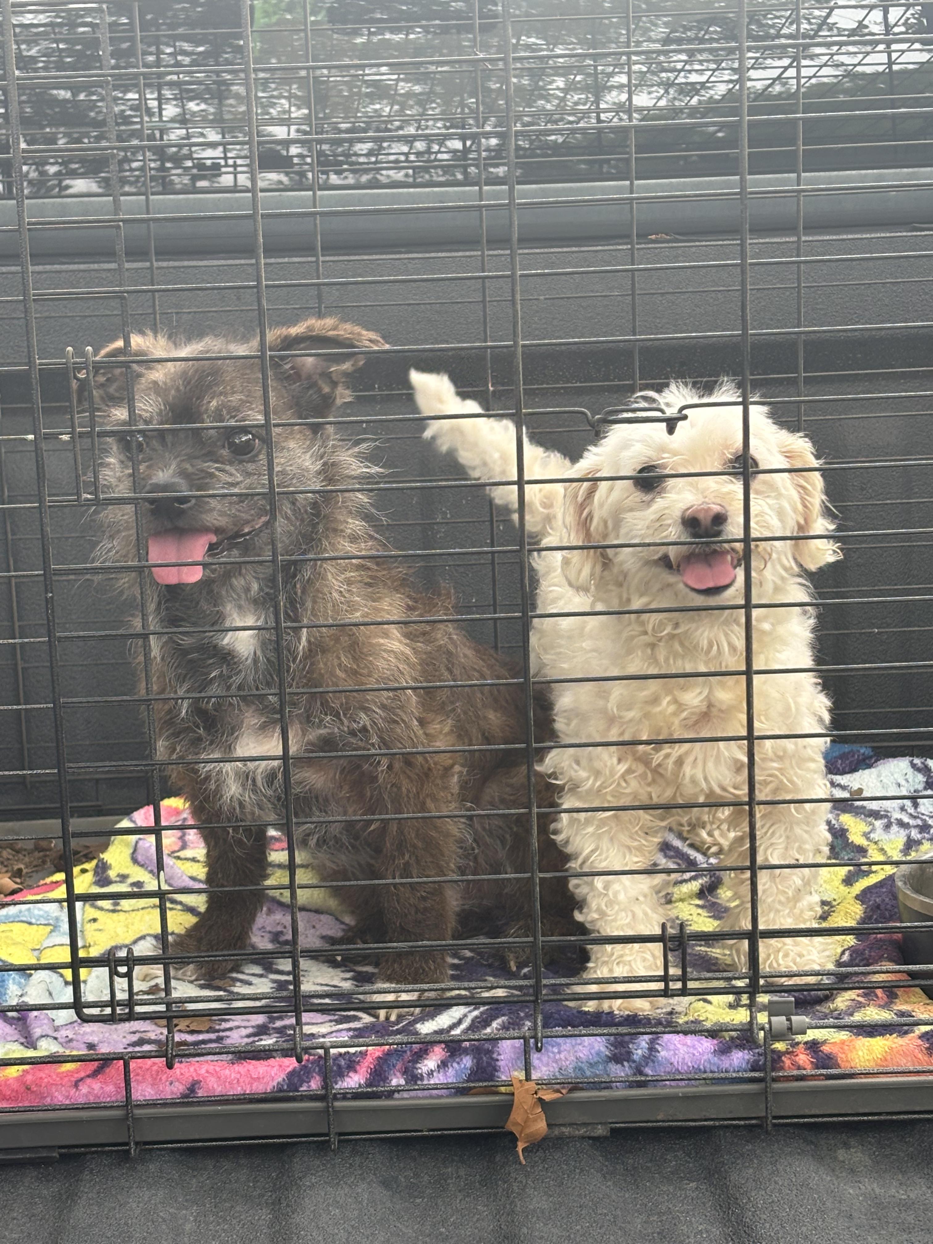 Enlarge Yippie, a Adopted mixed breed in Pantego, TX image 2/5