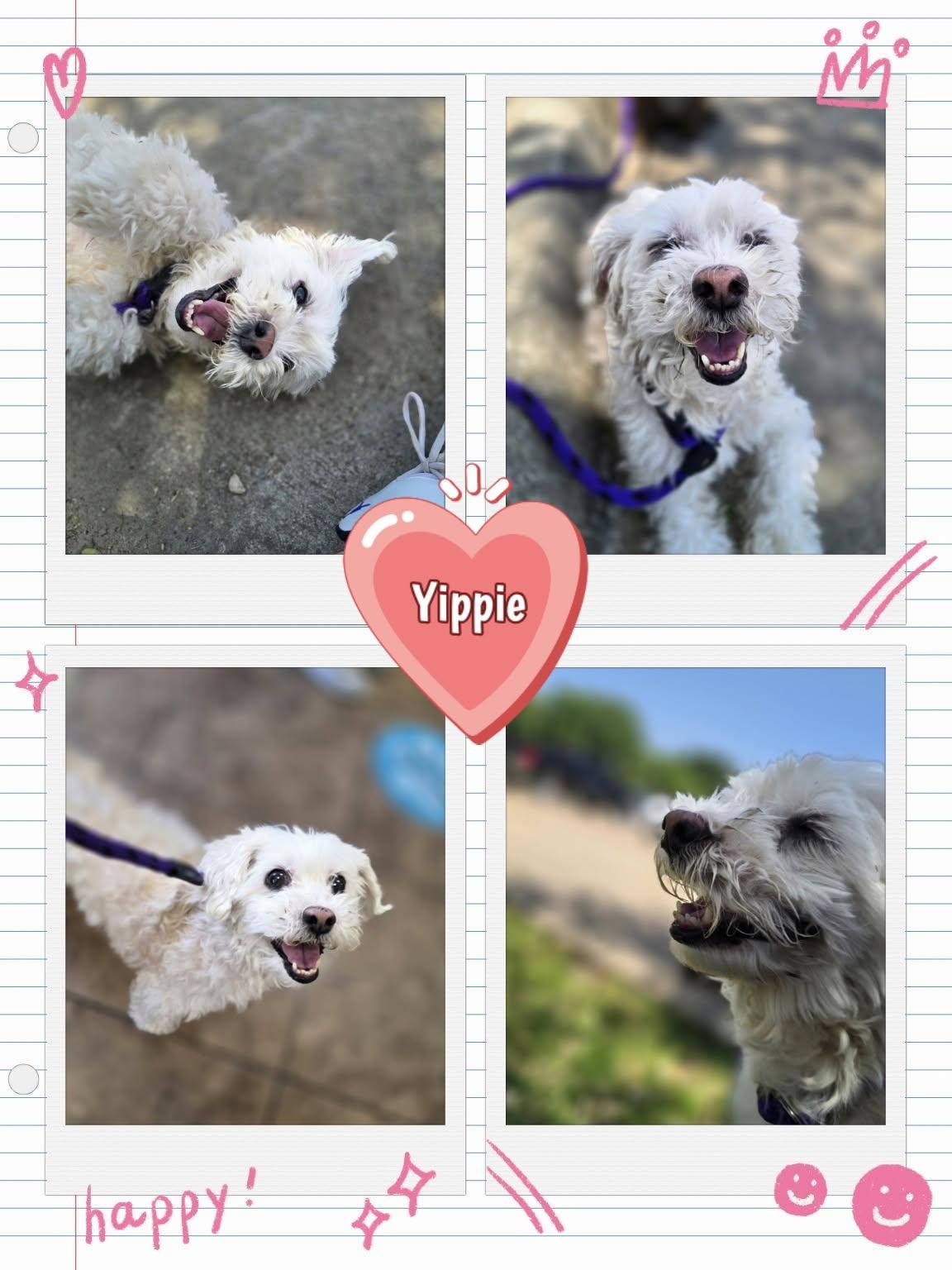 Enlarge Yippie, a Adopted mixed breed in Pantego, TX image 4/5