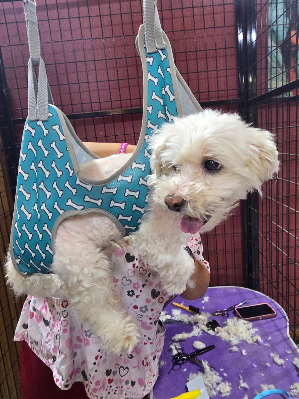 Enlarge Yippie, a Adopted mixed breed in Pantego, TX image 5/5