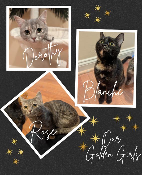 Blanche, Rose & Dorothy-Our Golden Girls Kittens, ADOPTABLE, Kitten Female Domestic Short Hair.