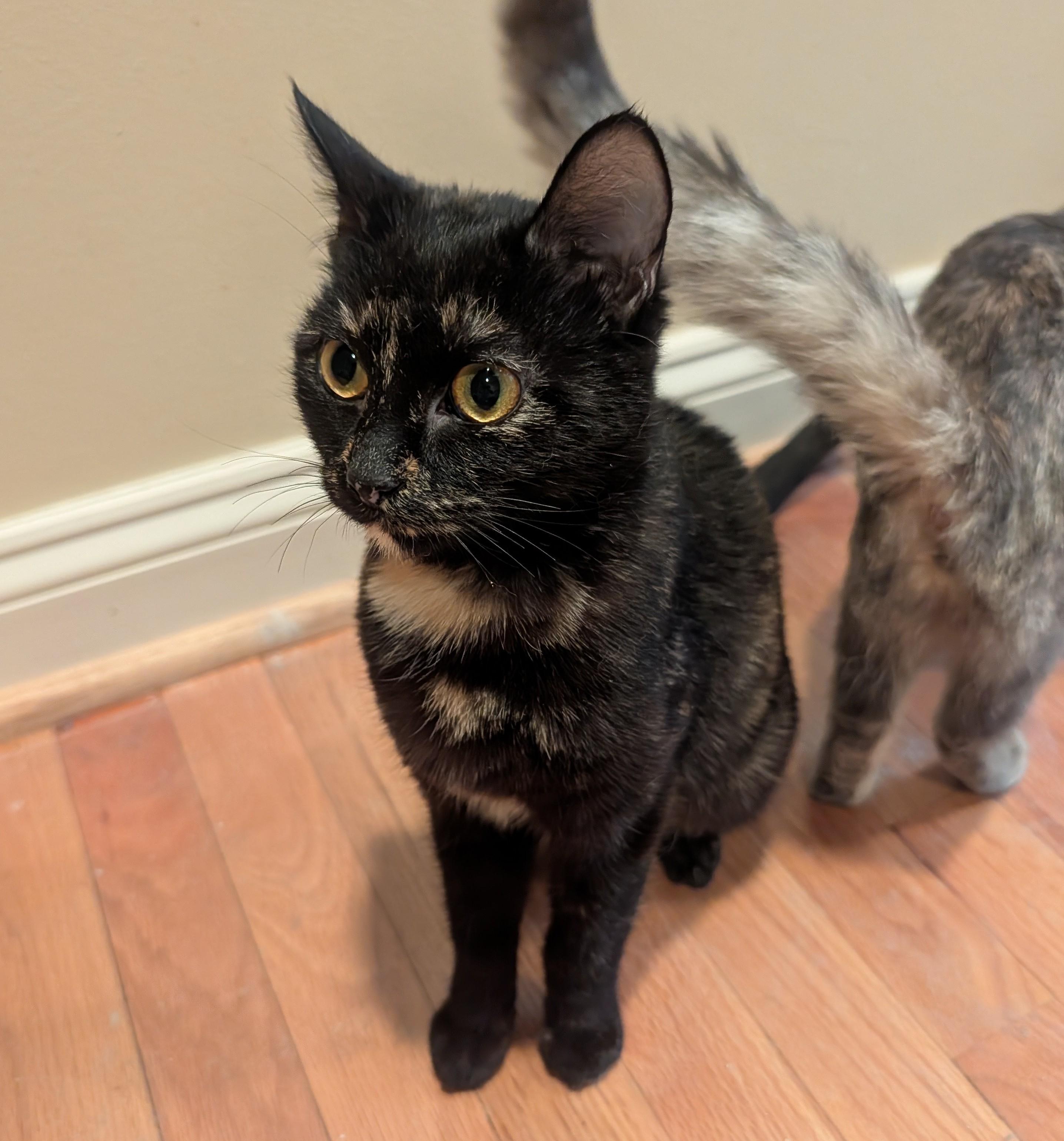 Enlarge Blanche, Rose & Dorothy-Our Golden Girls Kittens, a ADOPTABLE Domestic Short Hair in Laurel, MD image 2/4