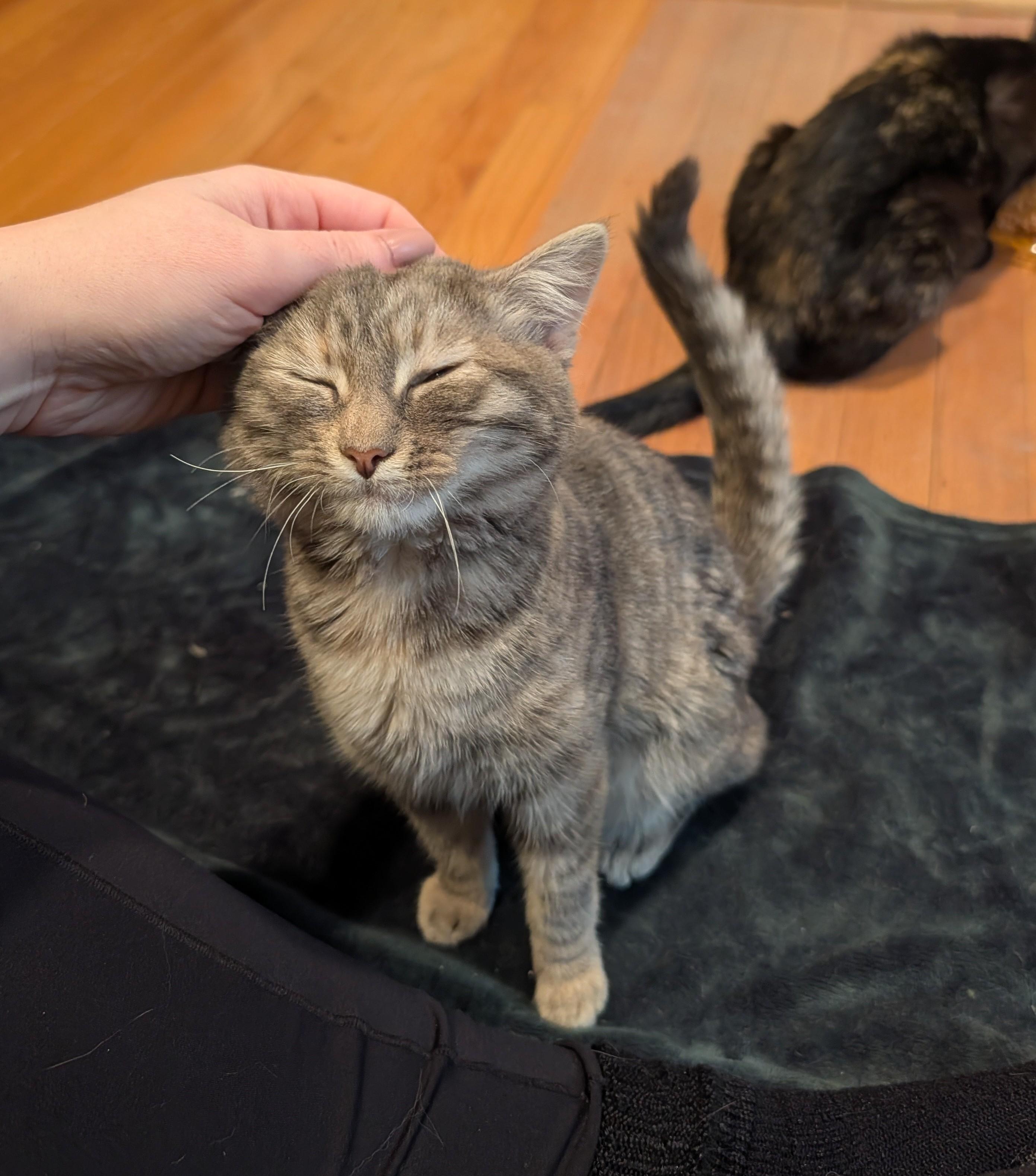 Enlarge Blanche, Rose & Dorothy-Our Golden Girls Kittens, a ADOPTABLE Domestic Short Hair in Laurel, MD image 4/4