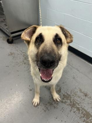 Simba, a Adoptable mixed breed in Sacramento, CA image 3/3