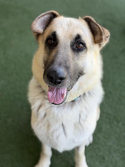Simba, a Adoptable mixed breed in Sacramento, CA image 3/4