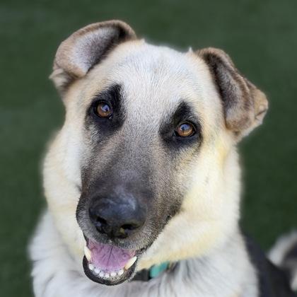 Simba, a Adoptable mixed breed in Sacramento, CA image 2/4