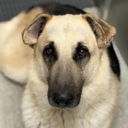 Simba, Adoptable, Adult Male German Shepherd Dog.