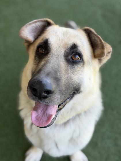 Simba, a Adoptable mixed breed in Sacramento, CA image 4/4