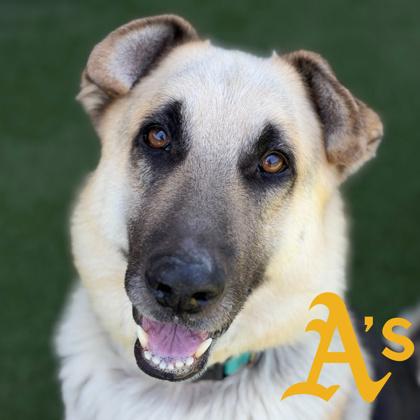 Simba, Adoptable, Adult Male German Shepherd Dog.