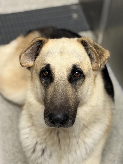Simba, a Adoptable mixed breed in Sacramento, CA image 2/3