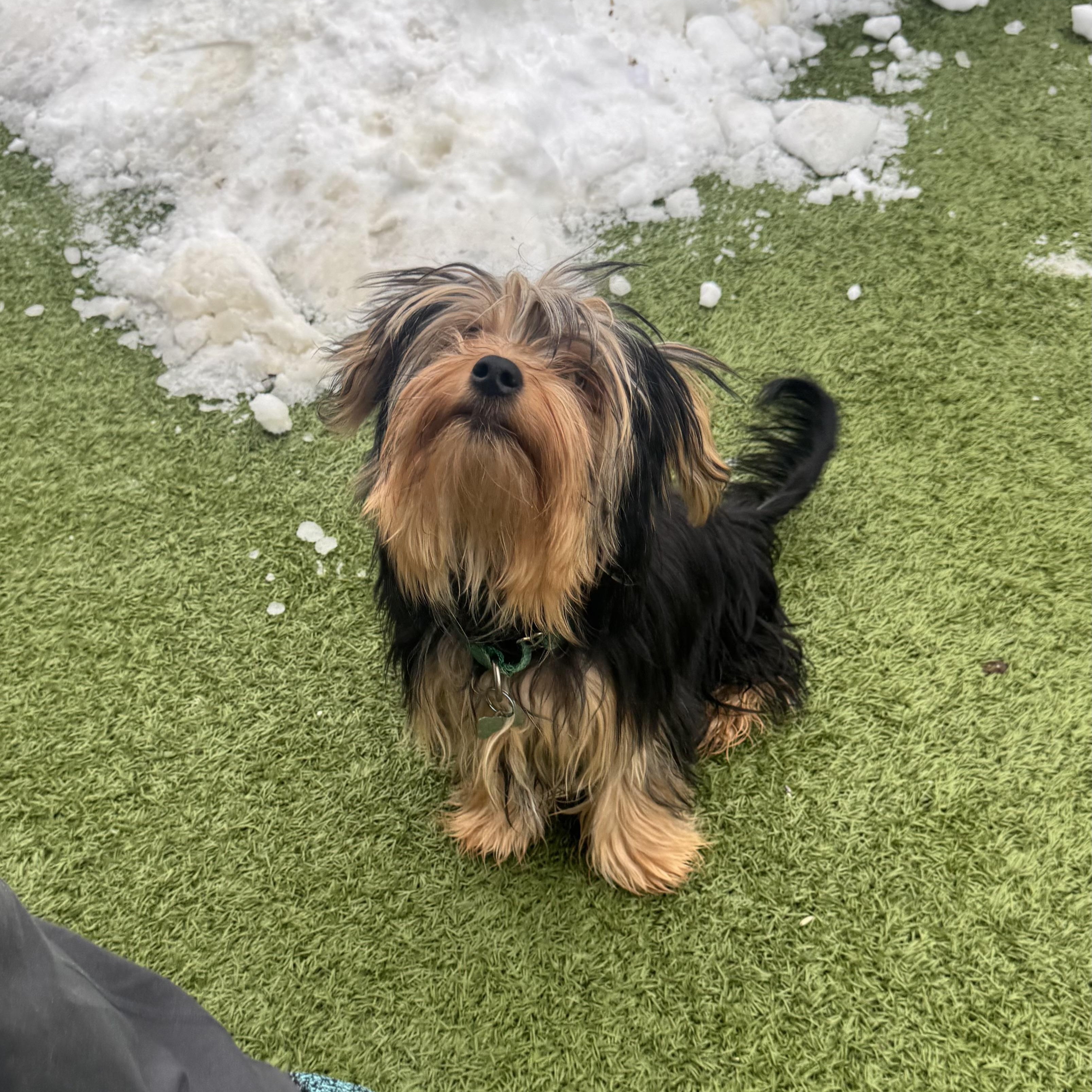 Enlarge Teddy , an adopted Yorkshire Terrier in Fall River, MA image 3/4