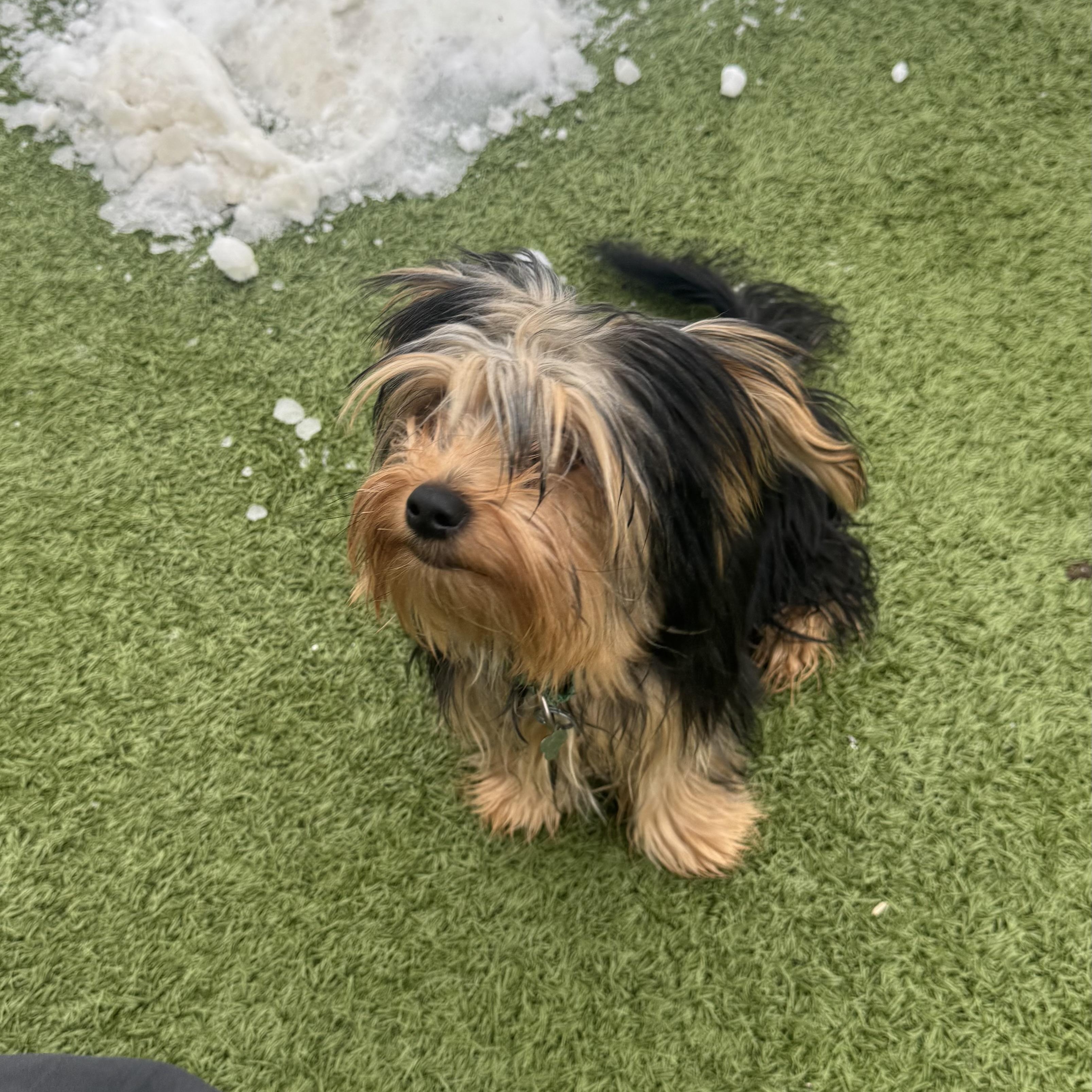 Enlarge Teddy , an adopted Yorkshire Terrier in Fall River, MA image 2/4