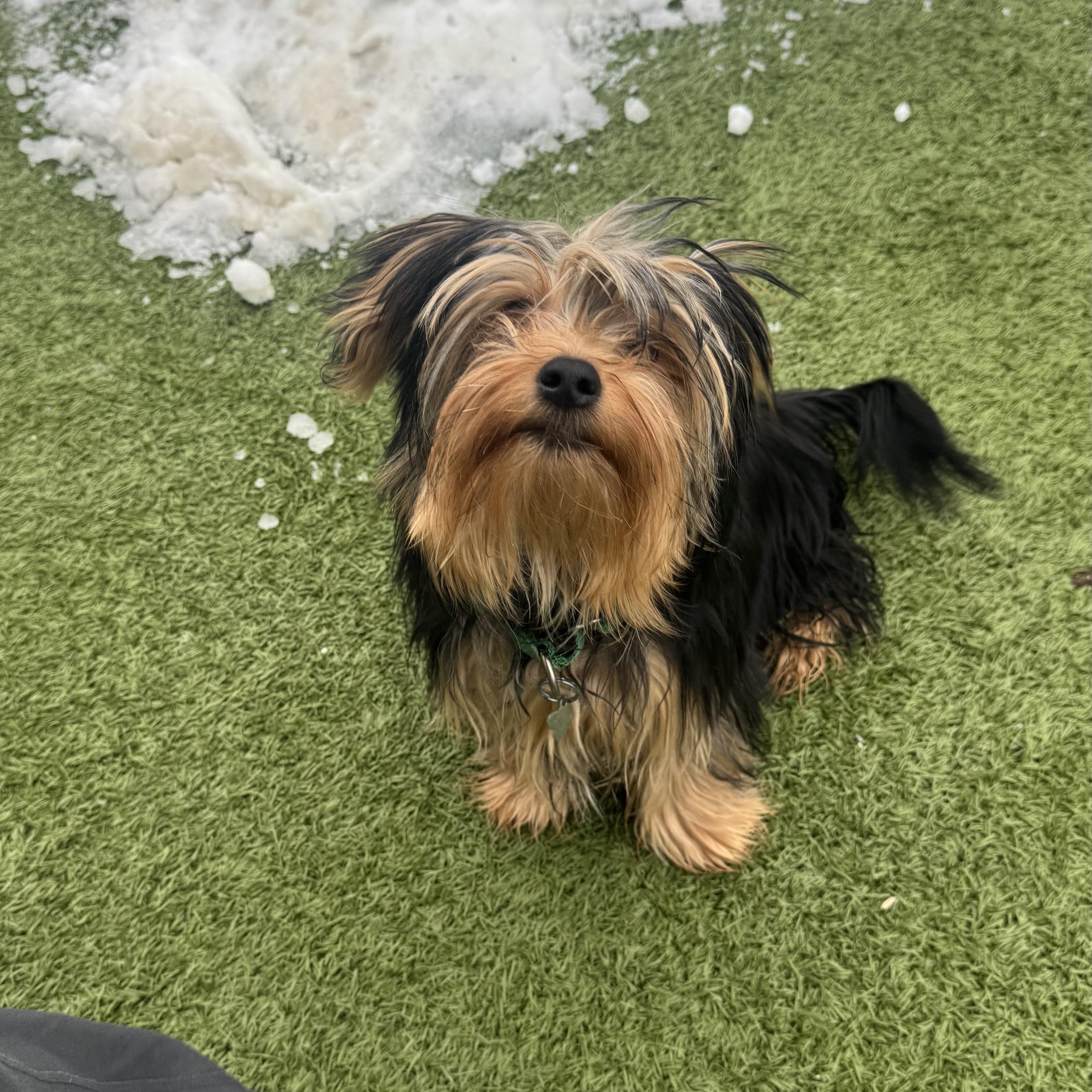 Teddy , adopted, Puppy Male Yorkshire Terrier.