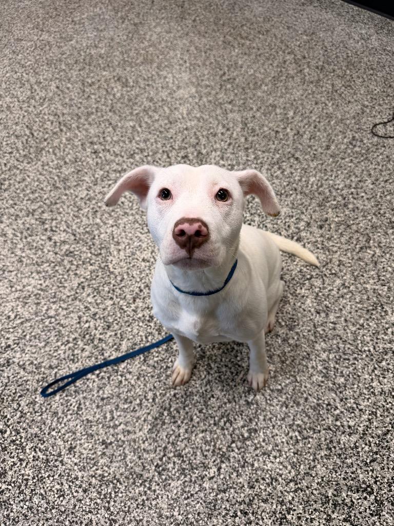 Caspian, Adoptable, Young Female Pit Bull Terrier.