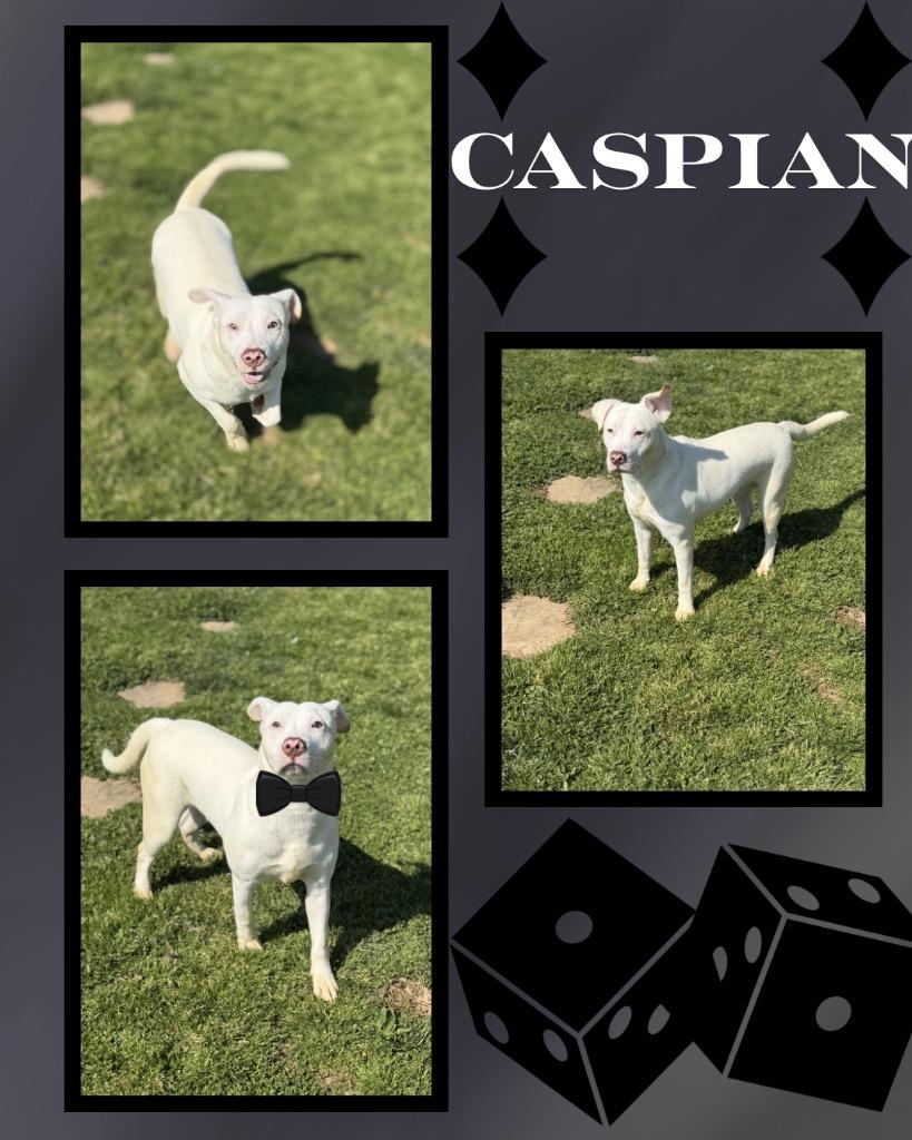 Enlarge Caspian, a Adoptable mixed breed in Hopkinsville, KY image 2/6