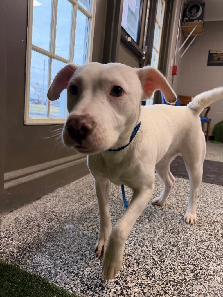 Caspian, a Adoptable mixed breed in Hopkinsville, KY image 2/5