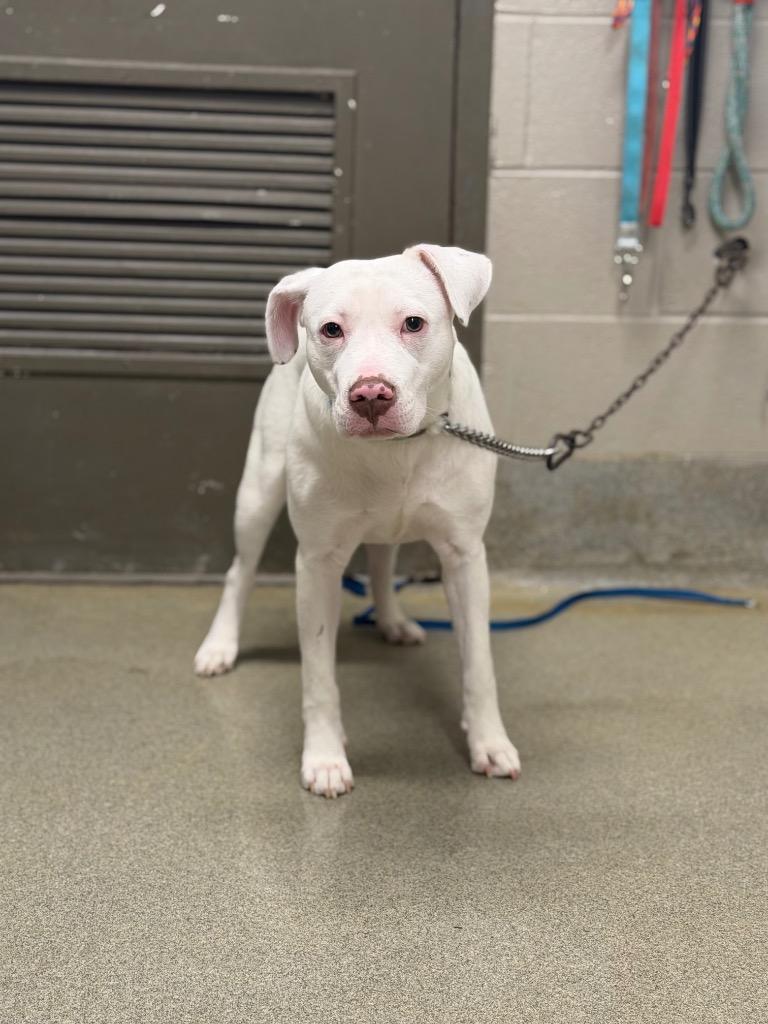 Caspian, a Adoptable mixed breed in Hopkinsville, KY image 3/5