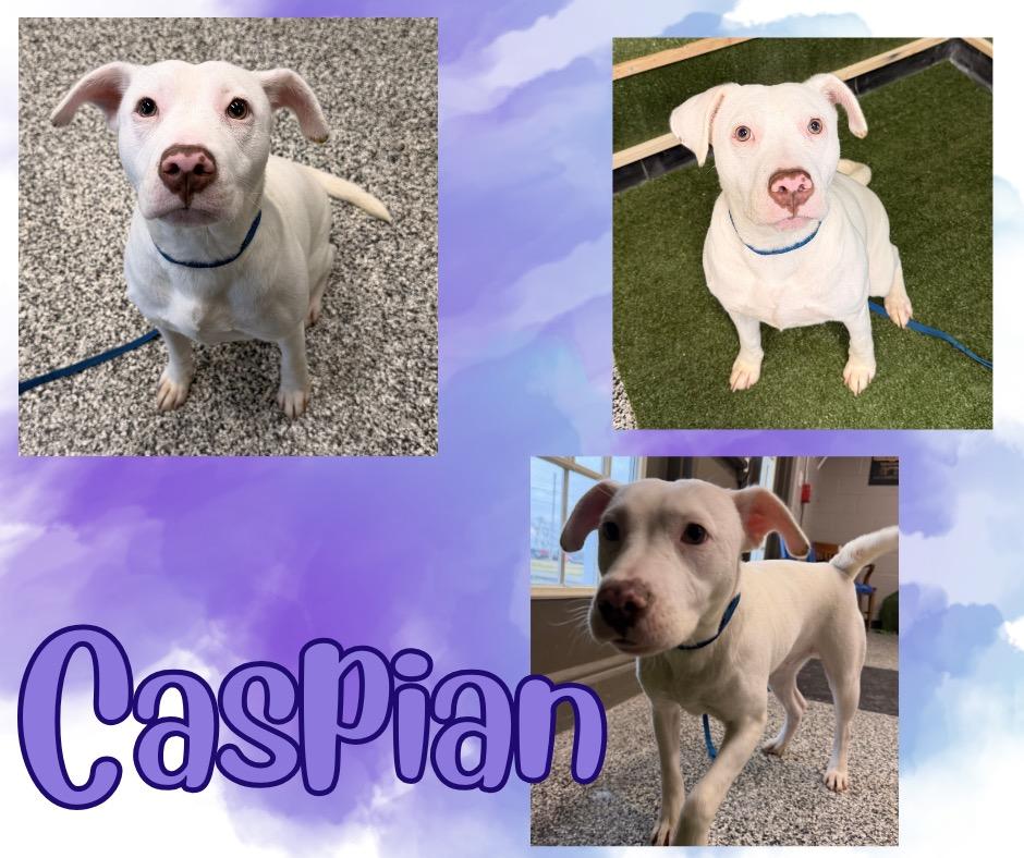 Caspian, a Adoptable mixed breed in Hopkinsville, KY image 4/5