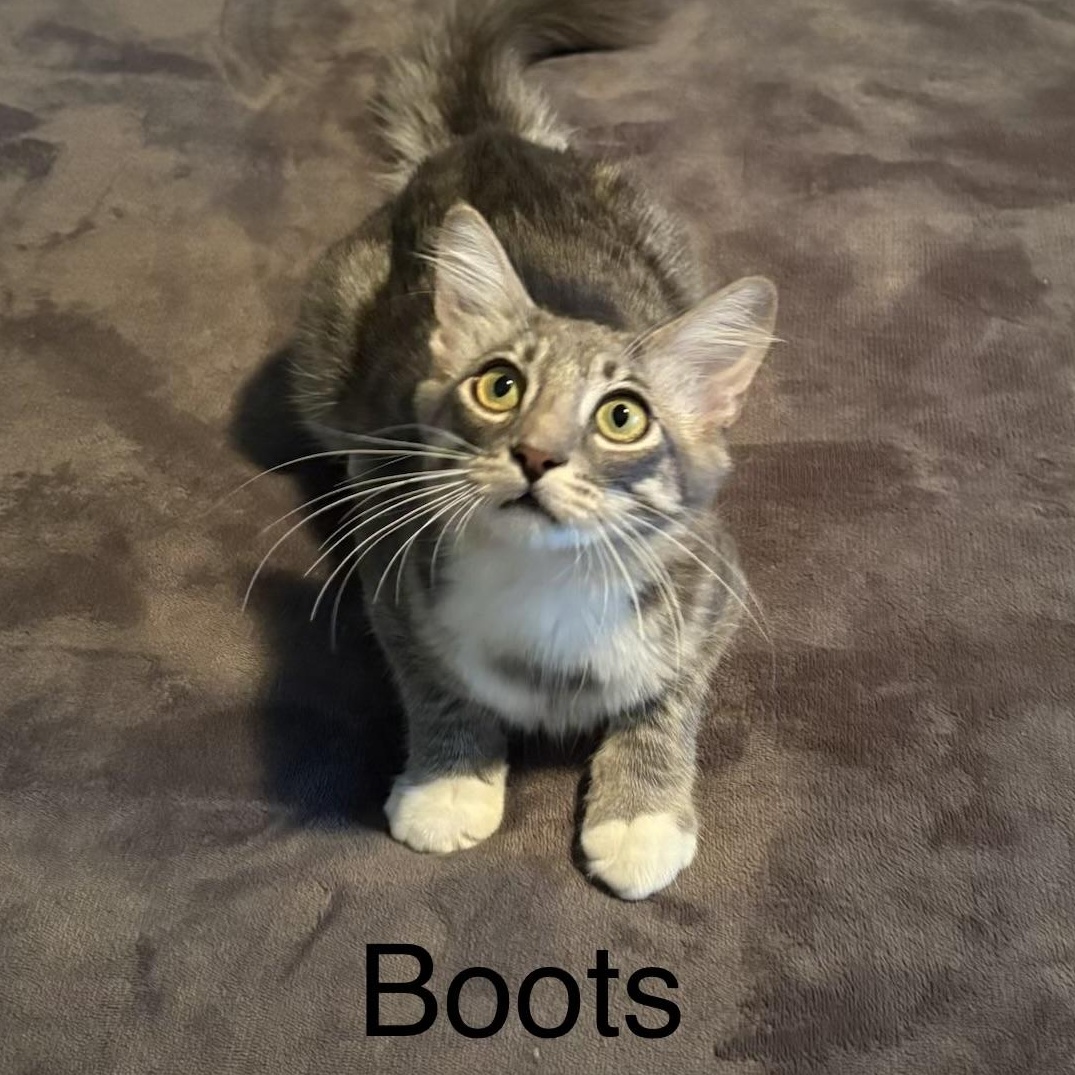 Enlarge Boots, a Adoptable Domestic Long Hair in Chandler, AZ image 2/3