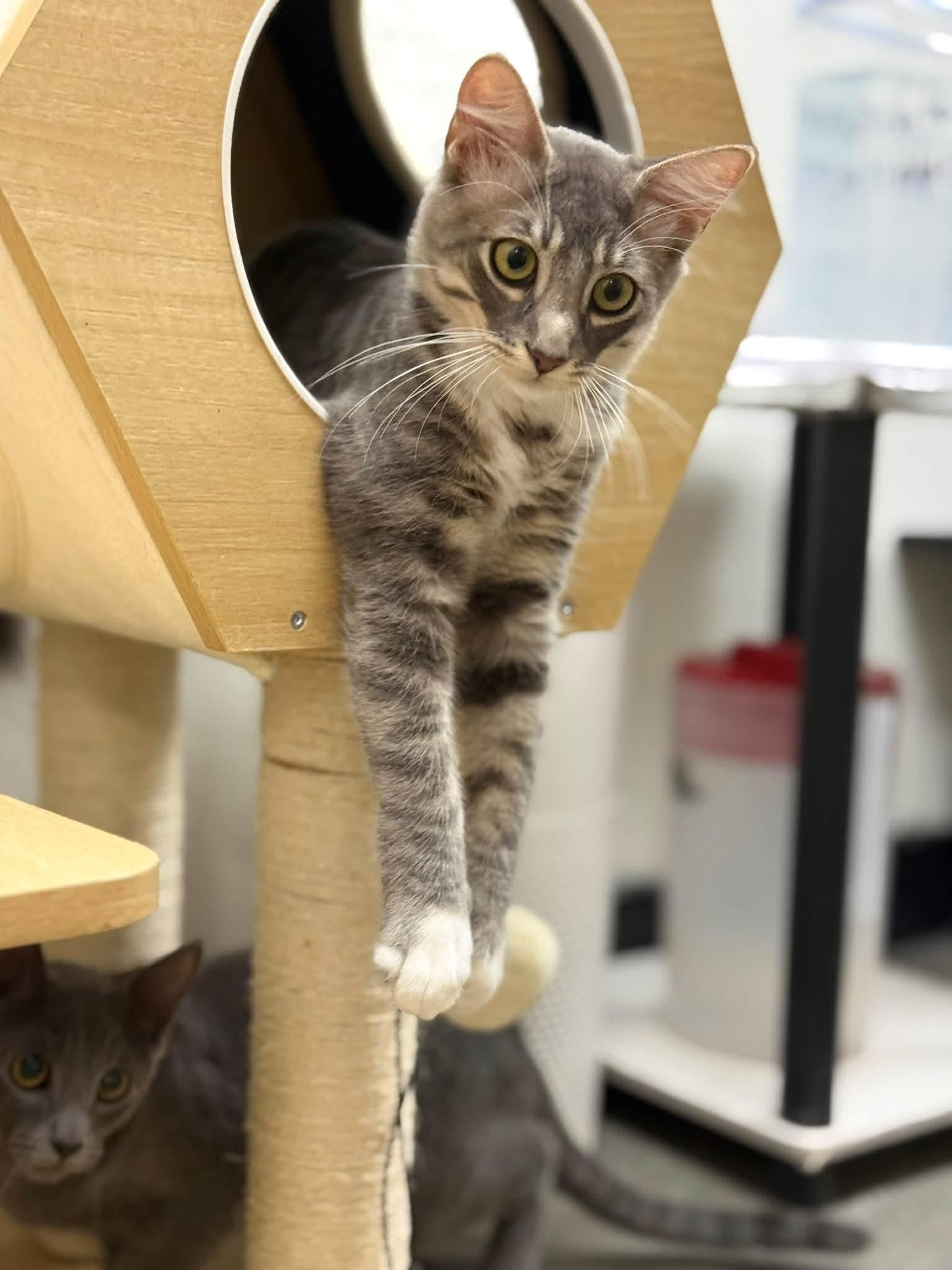 Enlarge Boots, a Adoptable Domestic Long Hair in Chandler, AZ image 3/3