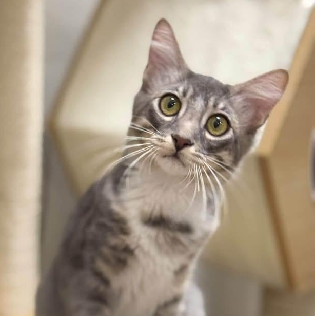 Enlarge Boots, a Adoptable Domestic Long Hair in Chandler, AZ image 1/3
