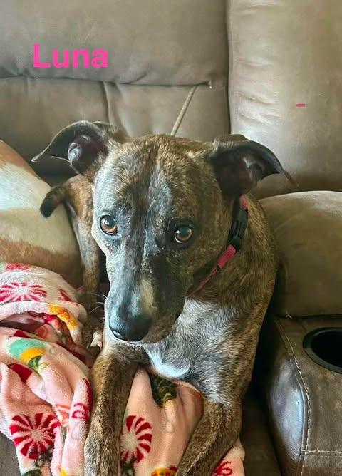 Enlarge LUNA, a ADOPTABLE mixed breed in Madisonville, LA image 2/5