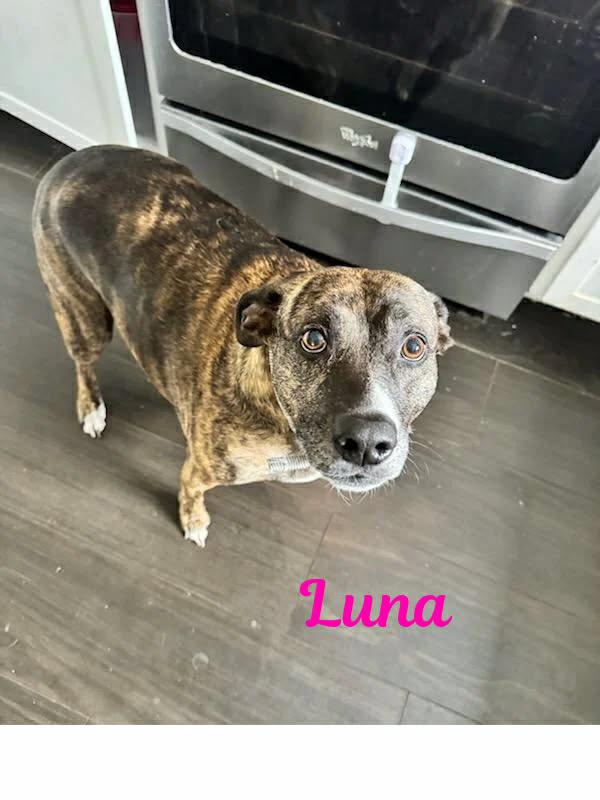 Enlarge LUNA, a ADOPTABLE mixed breed in Madisonville, LA image 5/5