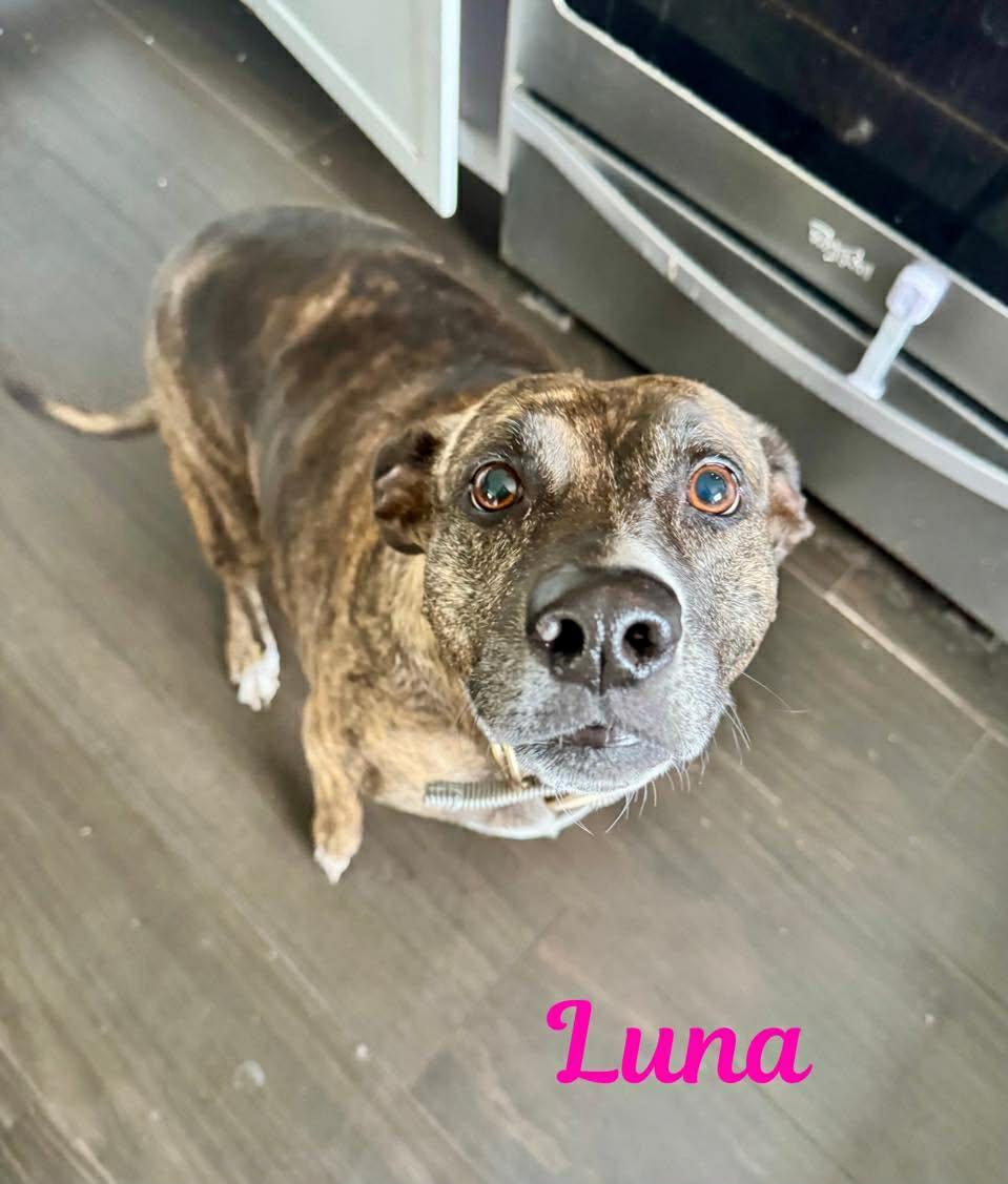 Enlarge LUNA, a ADOPTABLE mixed breed in Madisonville, LA image 2/5