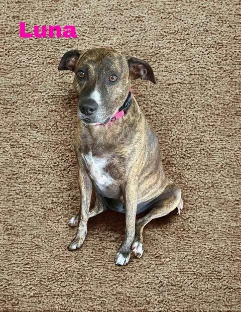 LUNA, ADOPTABLE, Adult Female Pit Bull Terrier & Terrier.