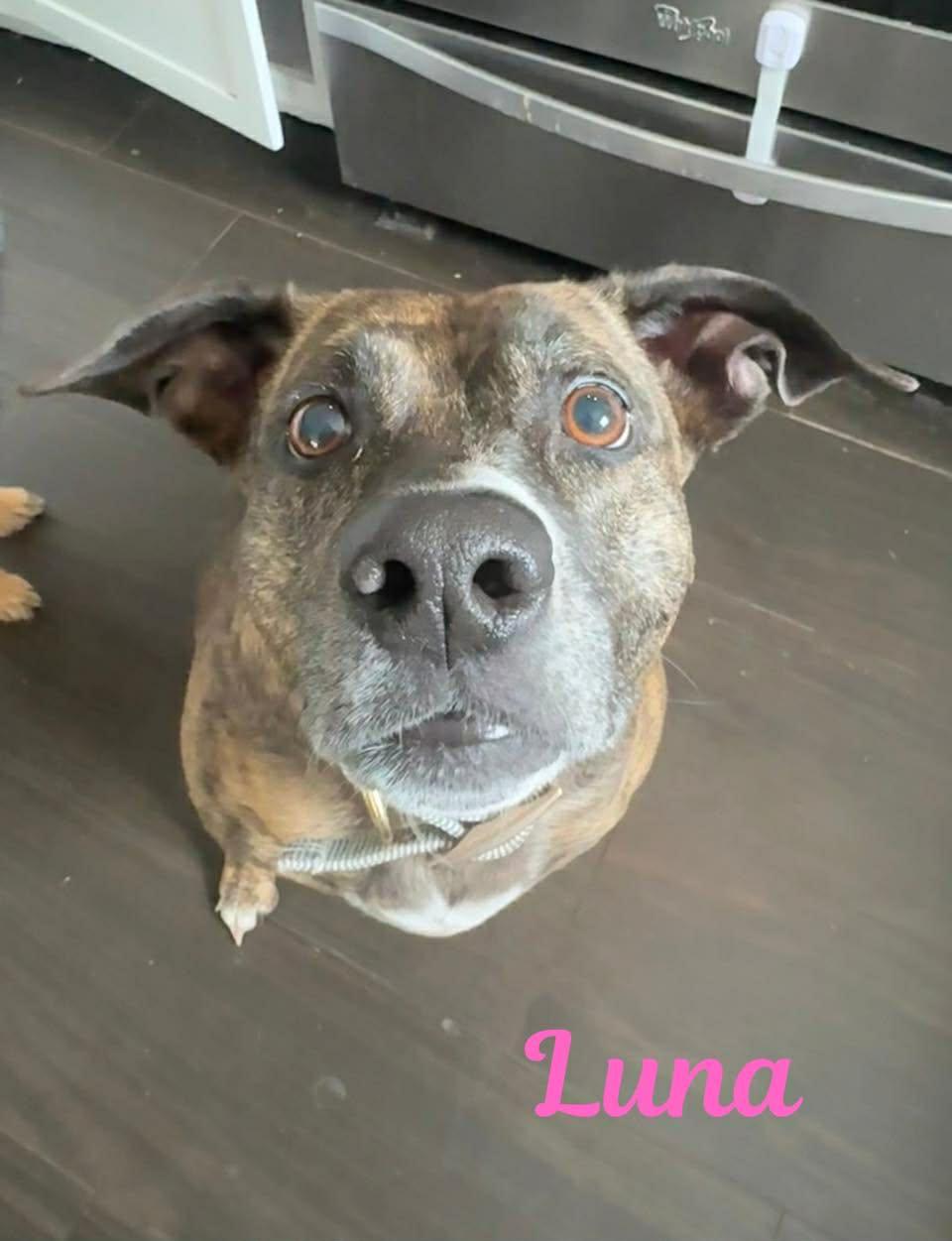Enlarge LUNA, a ADOPTABLE mixed breed in Madisonville, LA image 1/5
