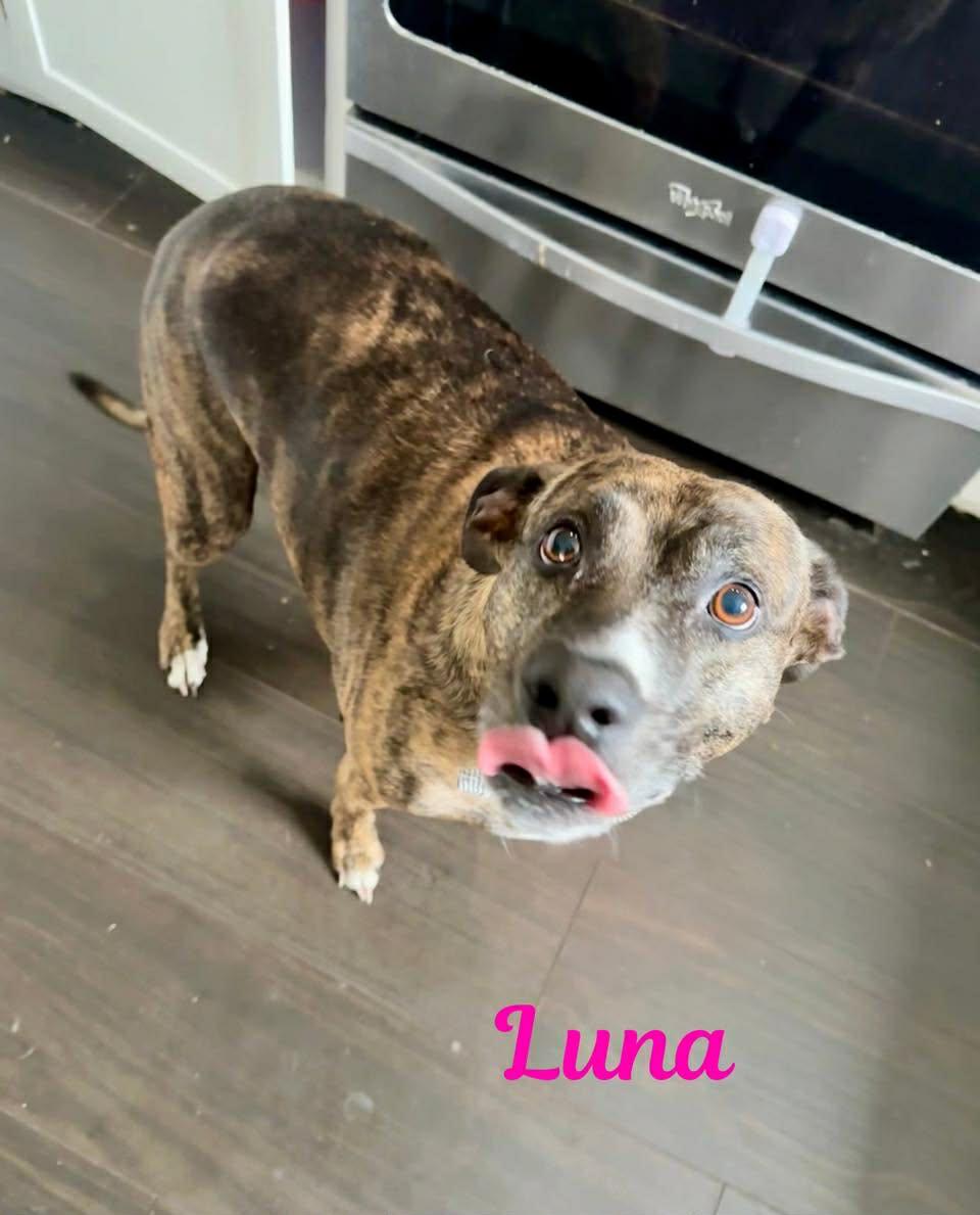 Enlarge LUNA, a ADOPTABLE mixed breed in Madisonville, LA image 3/5