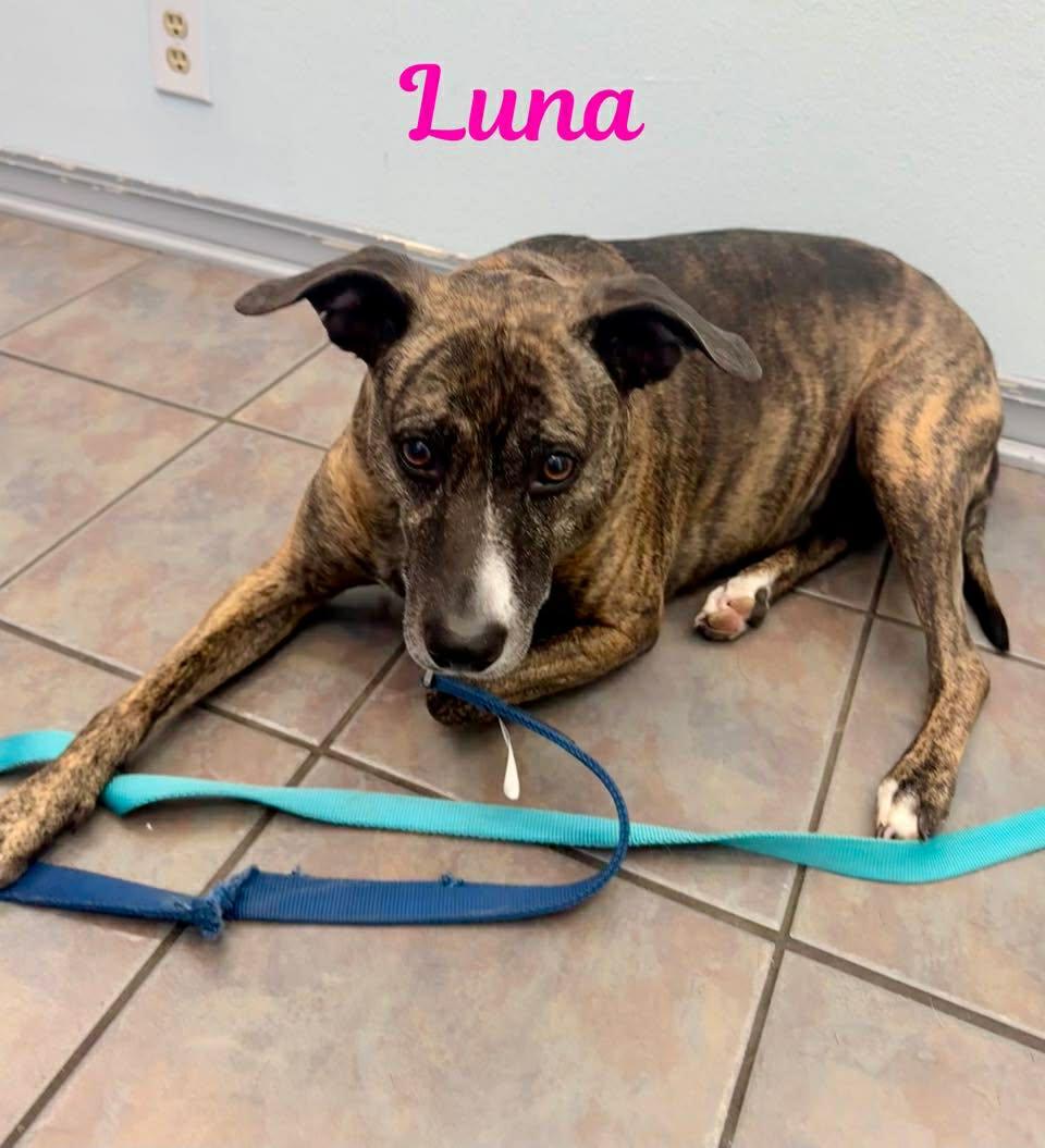 Enlarge LUNA, a ADOPTABLE mixed breed in Madisonville, LA image 4/5