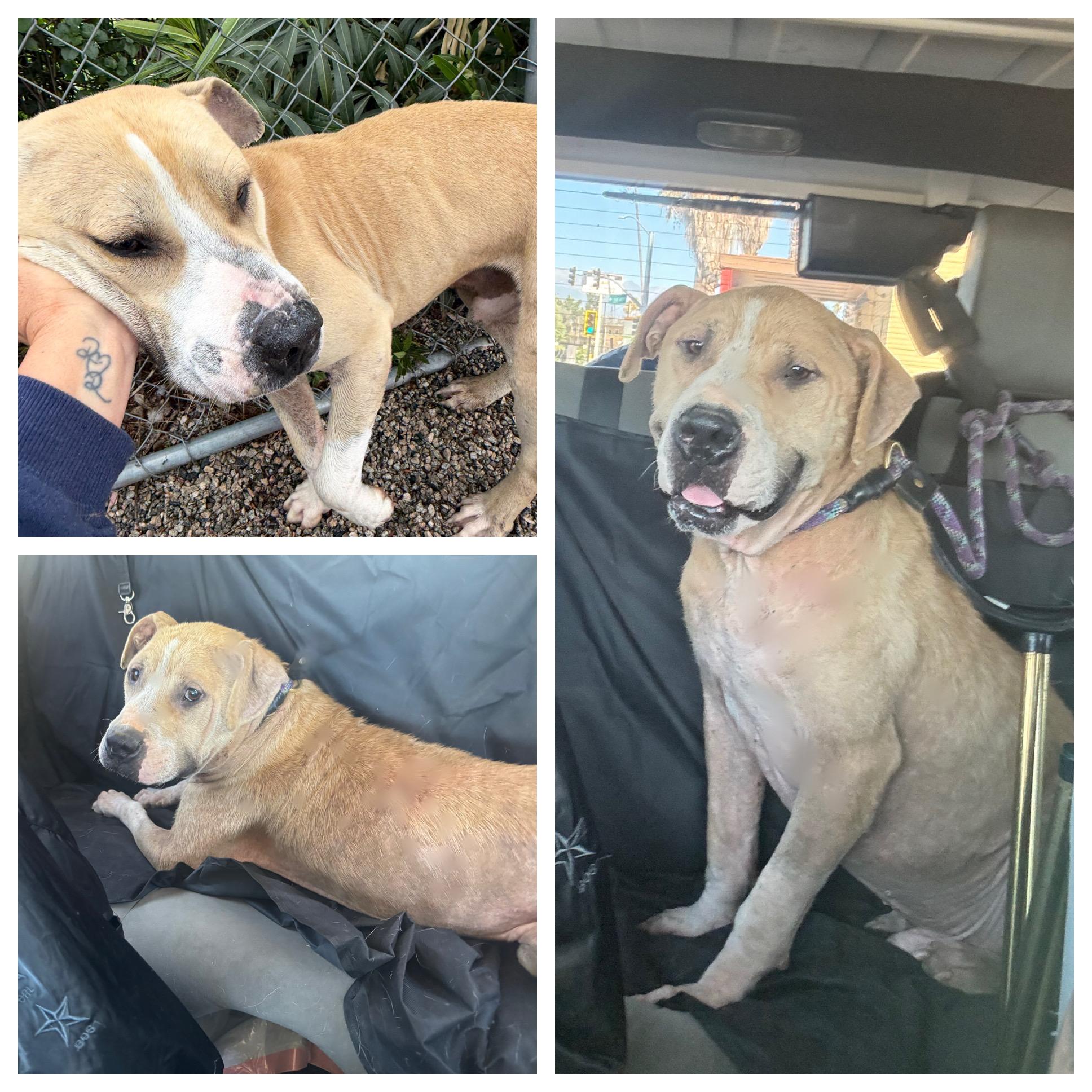 Enlarge ARLEY, a Adoptable mixed breed in Portland , OR image 4/6