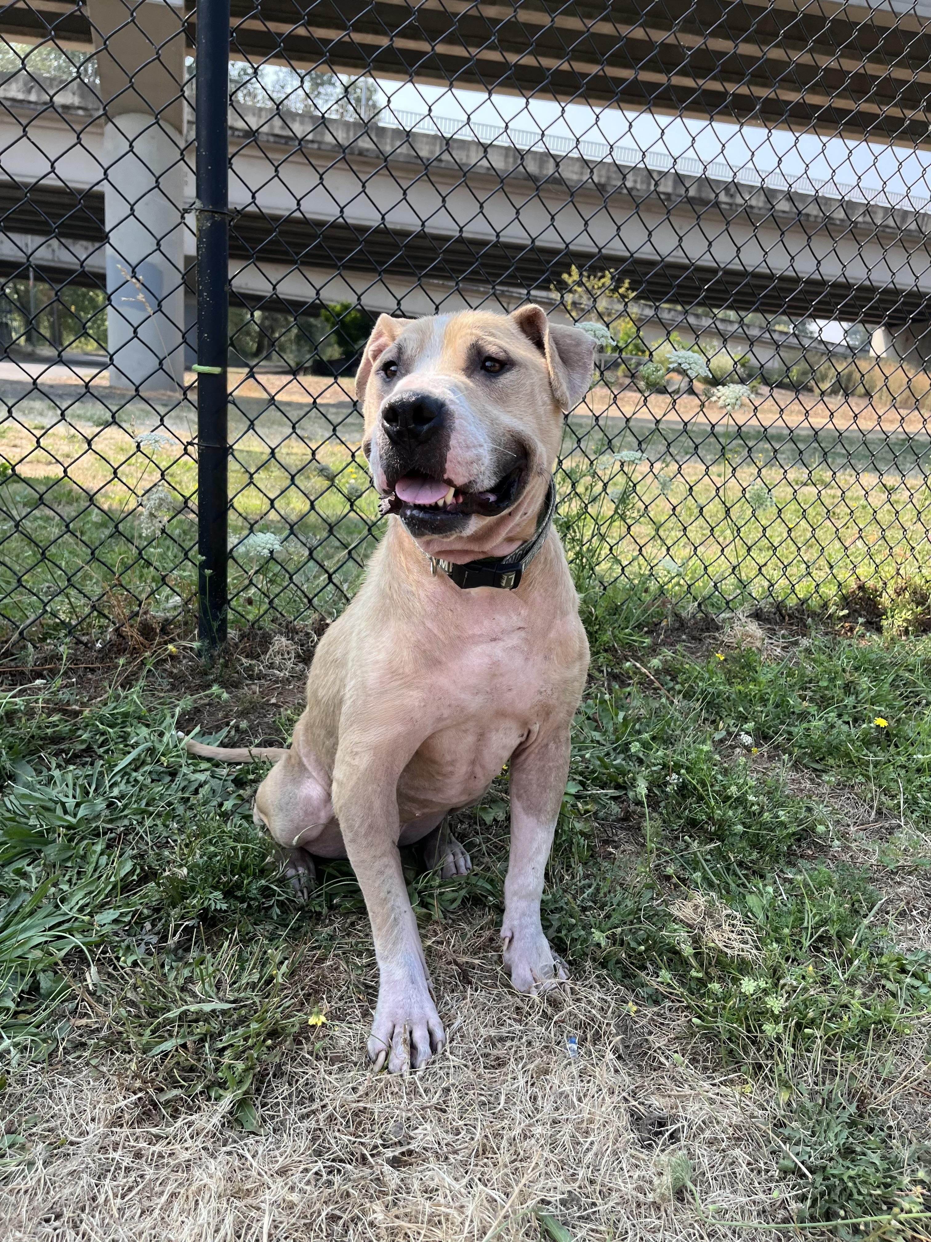 Enlarge ARLEY, a ADOPTABLE mixed breed in Portland , OR image 6/6