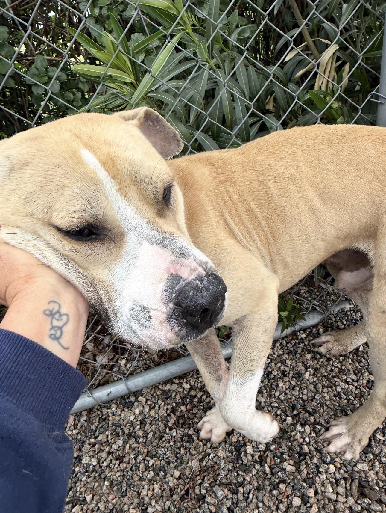 Enlarge ARLEY, a ADOPTABLE mixed breed in Portland , OR image 1/6