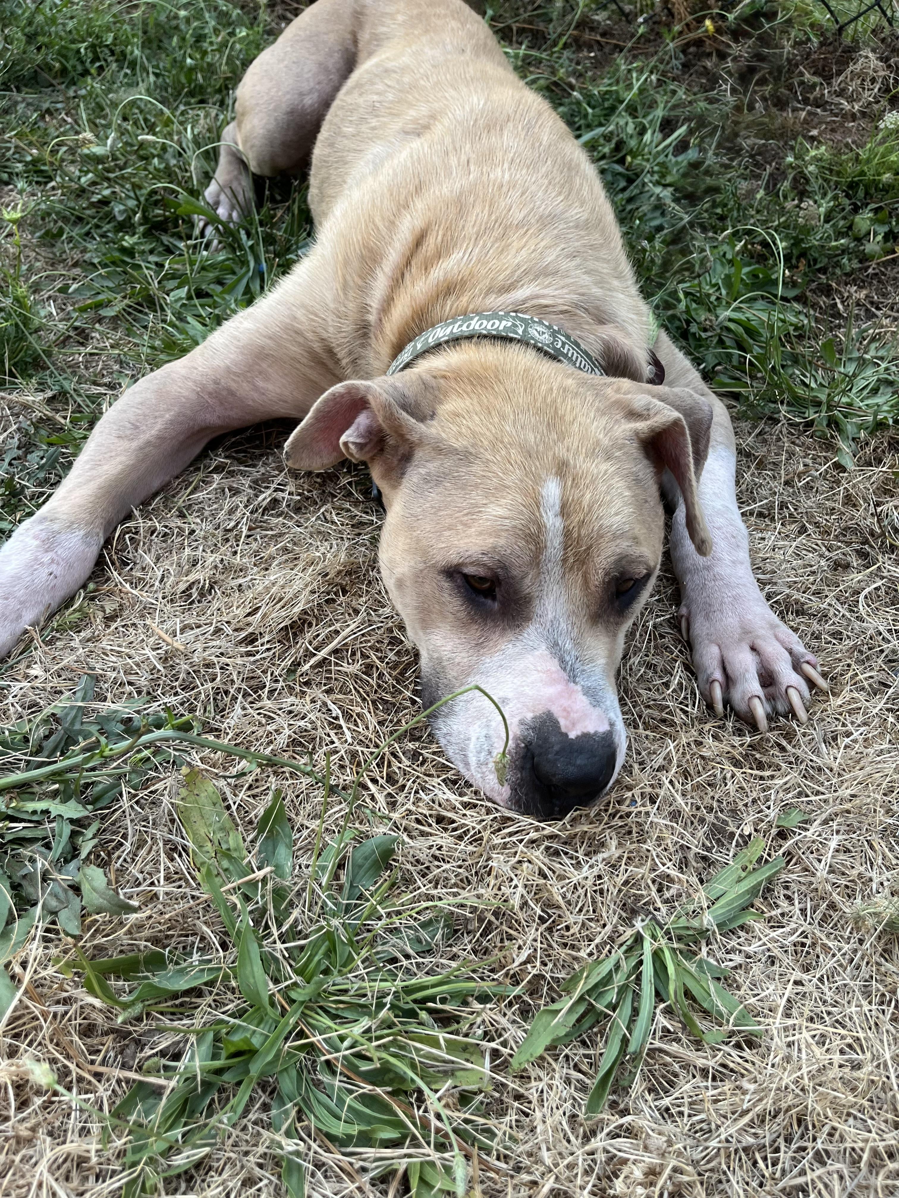 Enlarge ARLEY, a ADOPTABLE mixed breed in Portland , OR image 5/6