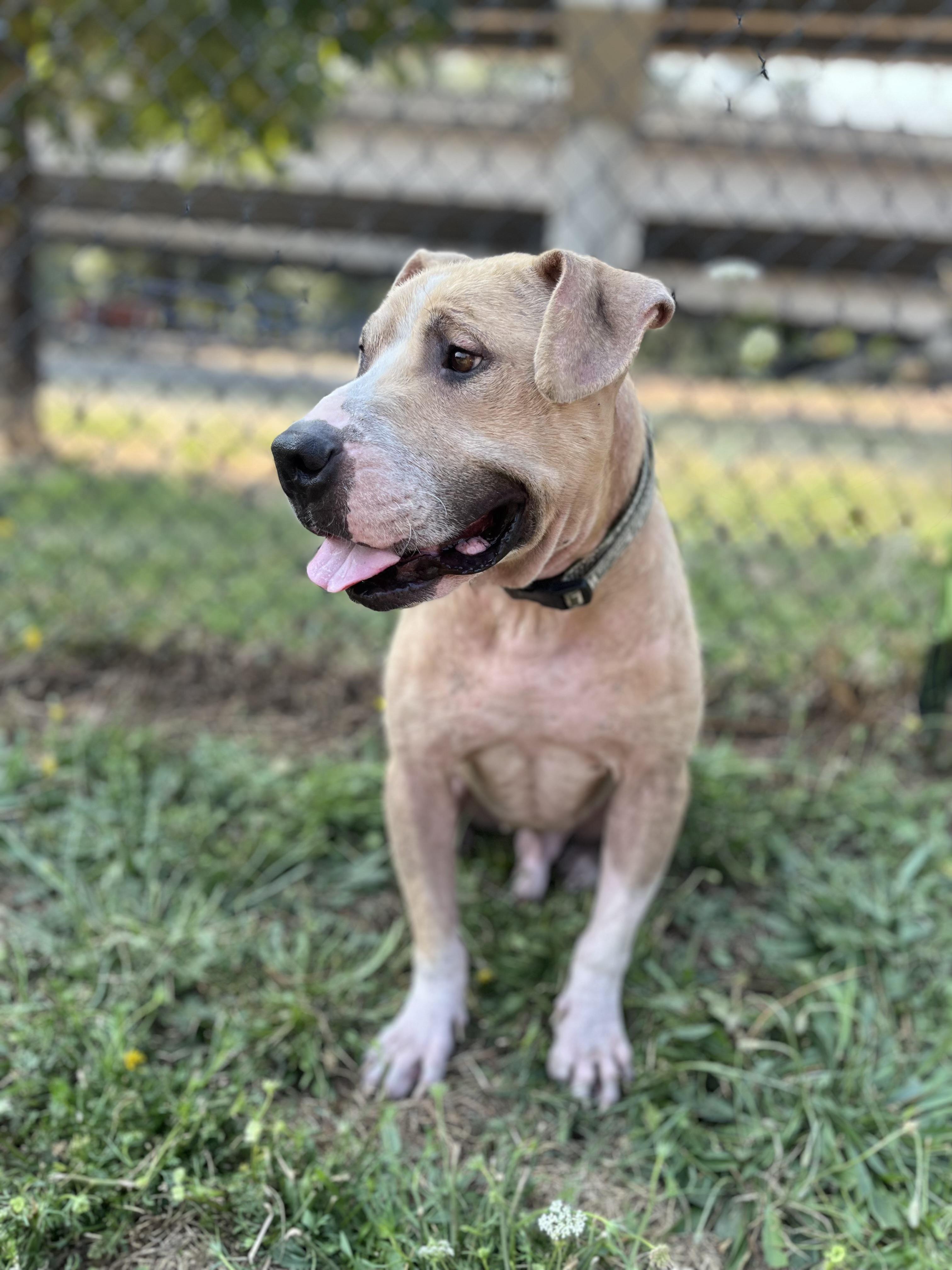 Enlarge ARLEY, a ADOPTABLE mixed breed in Portland , OR image 2/6