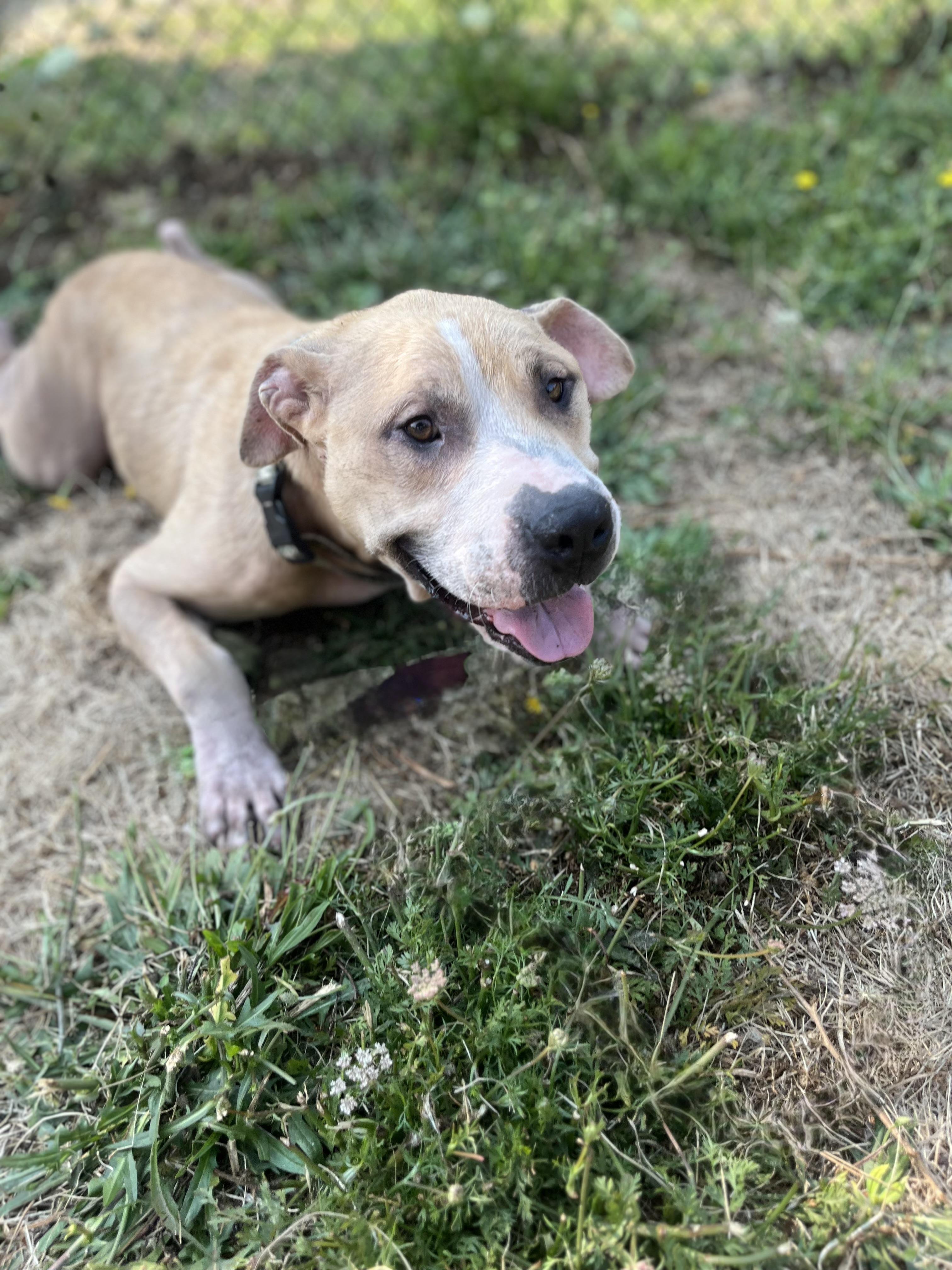 Enlarge ARLEY, a ADOPTABLE mixed breed in Portland , OR image 3/6