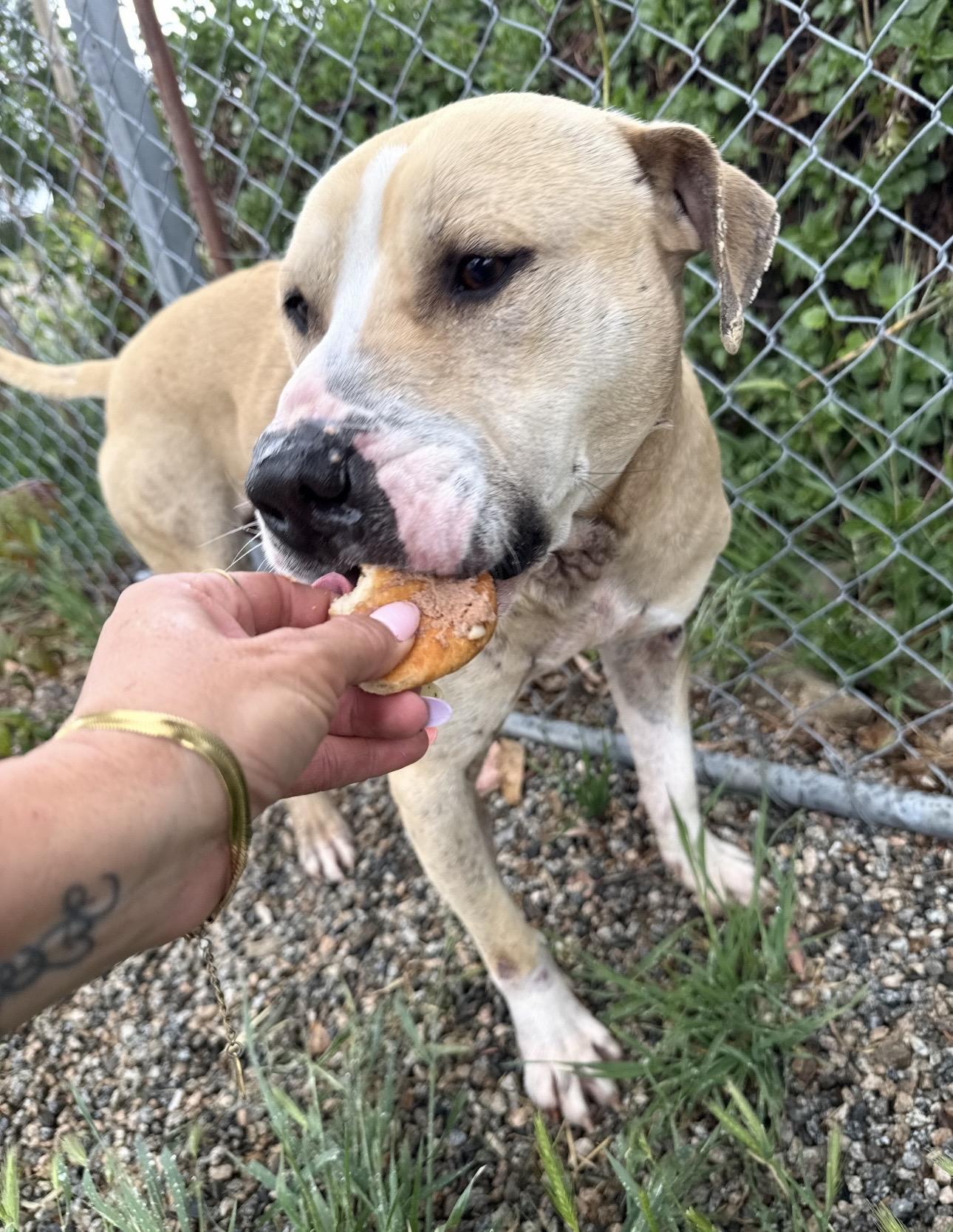 Enlarge ARLEY, a Adoptable mixed breed in Portland , OR image 6/6