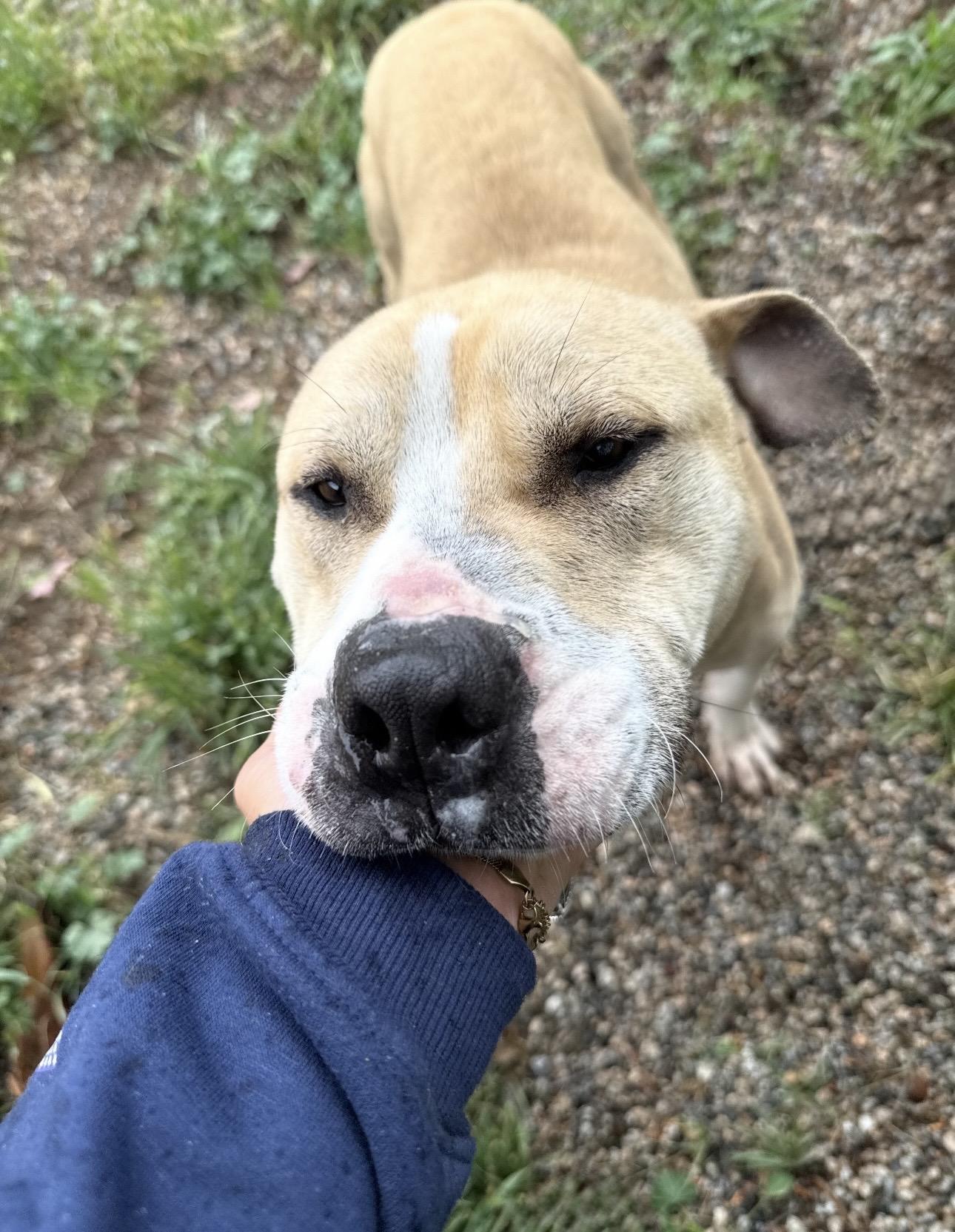 Enlarge ARLEY, a Adoptable mixed breed in Portland , OR image 5/6