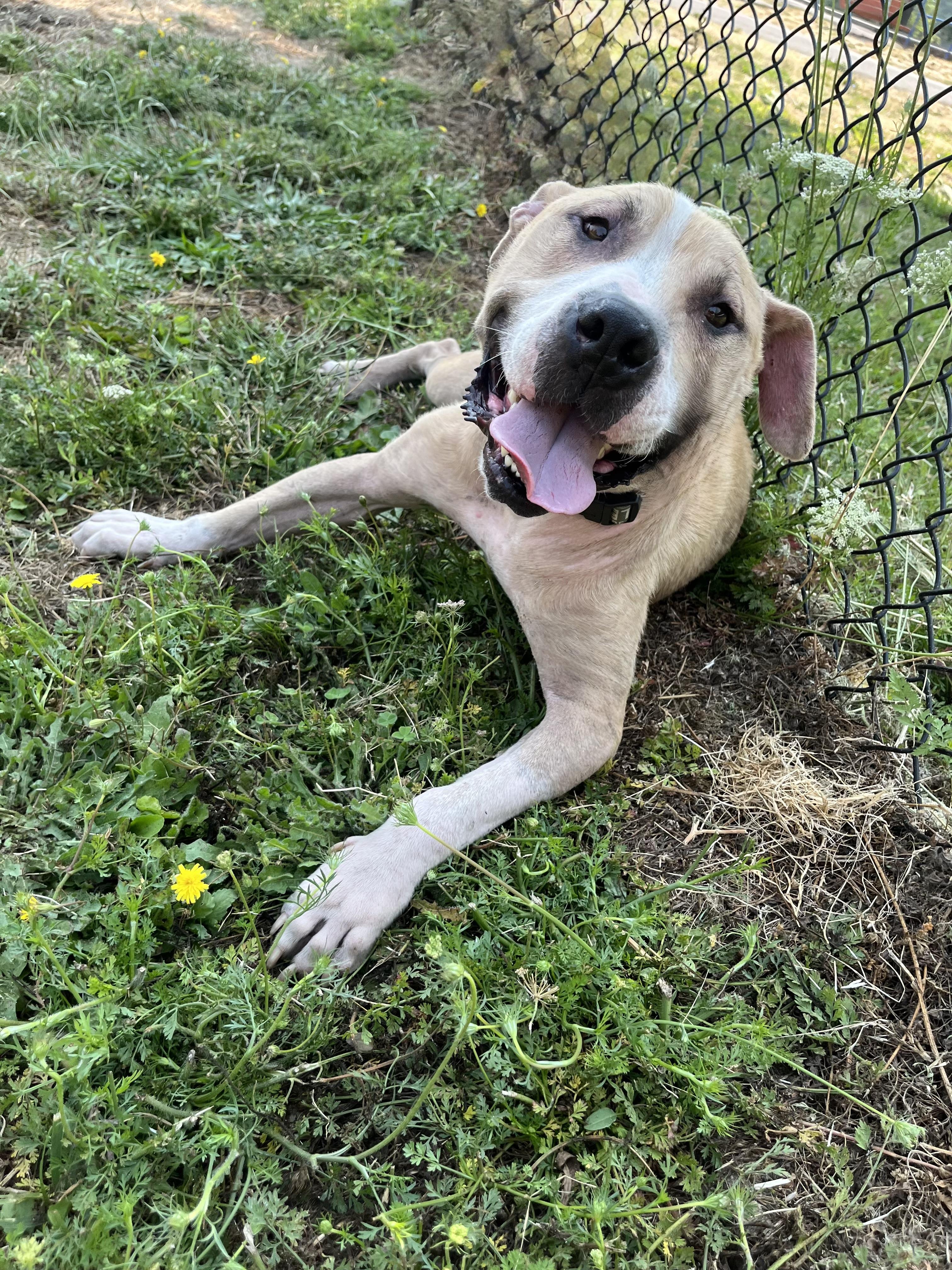 Enlarge ARLEY, a ADOPTABLE mixed breed in Portland , OR image 4/6